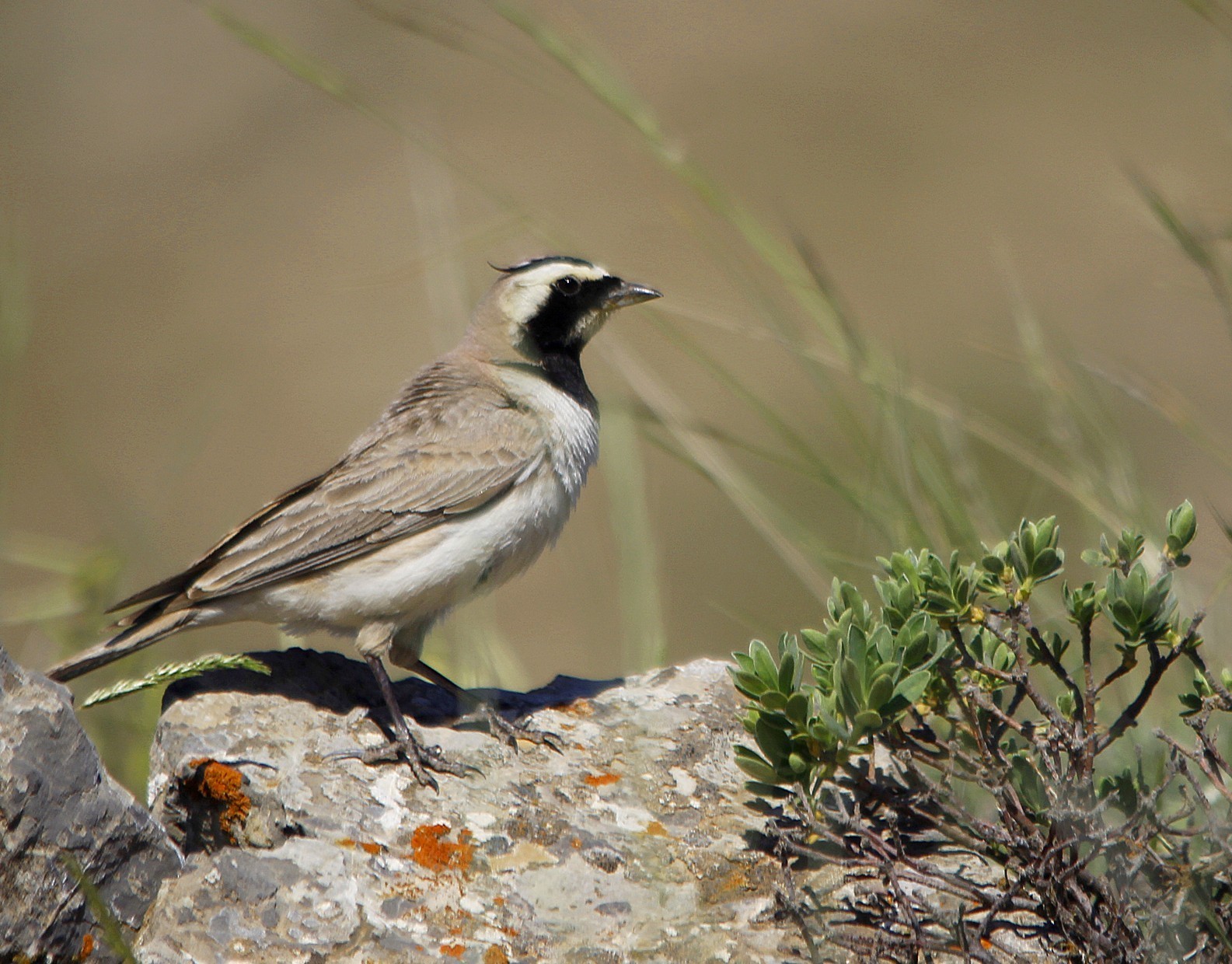 Horned Lark