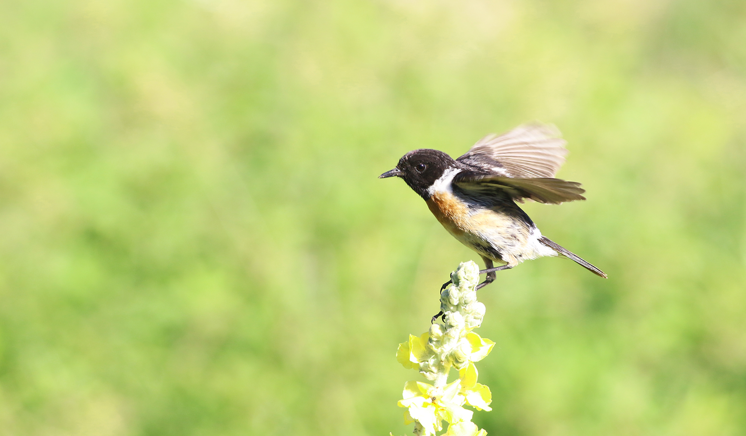 European Stonechat