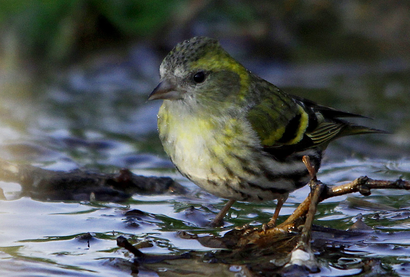 Eurasian Siskin