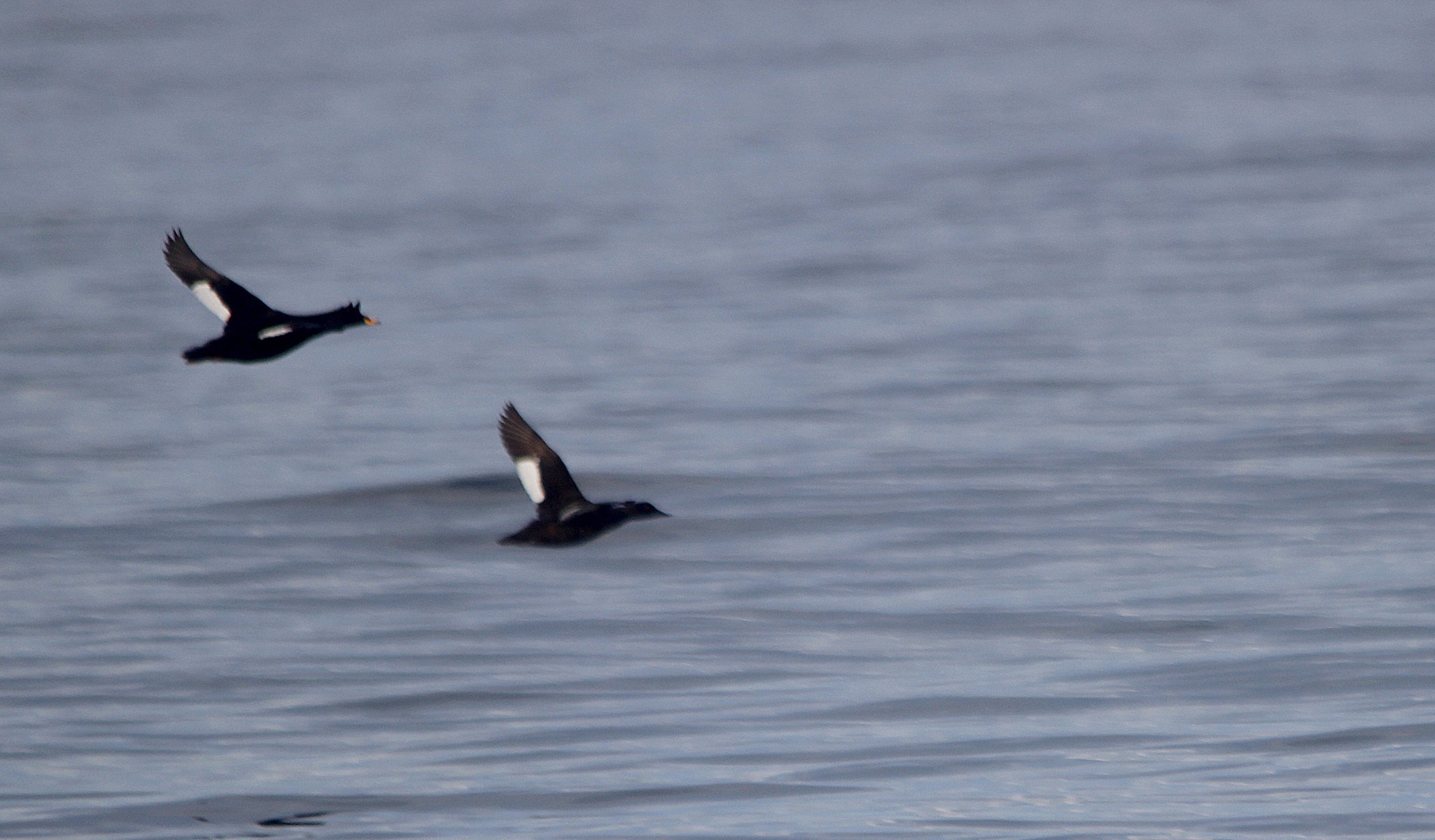 Velvet Scoter