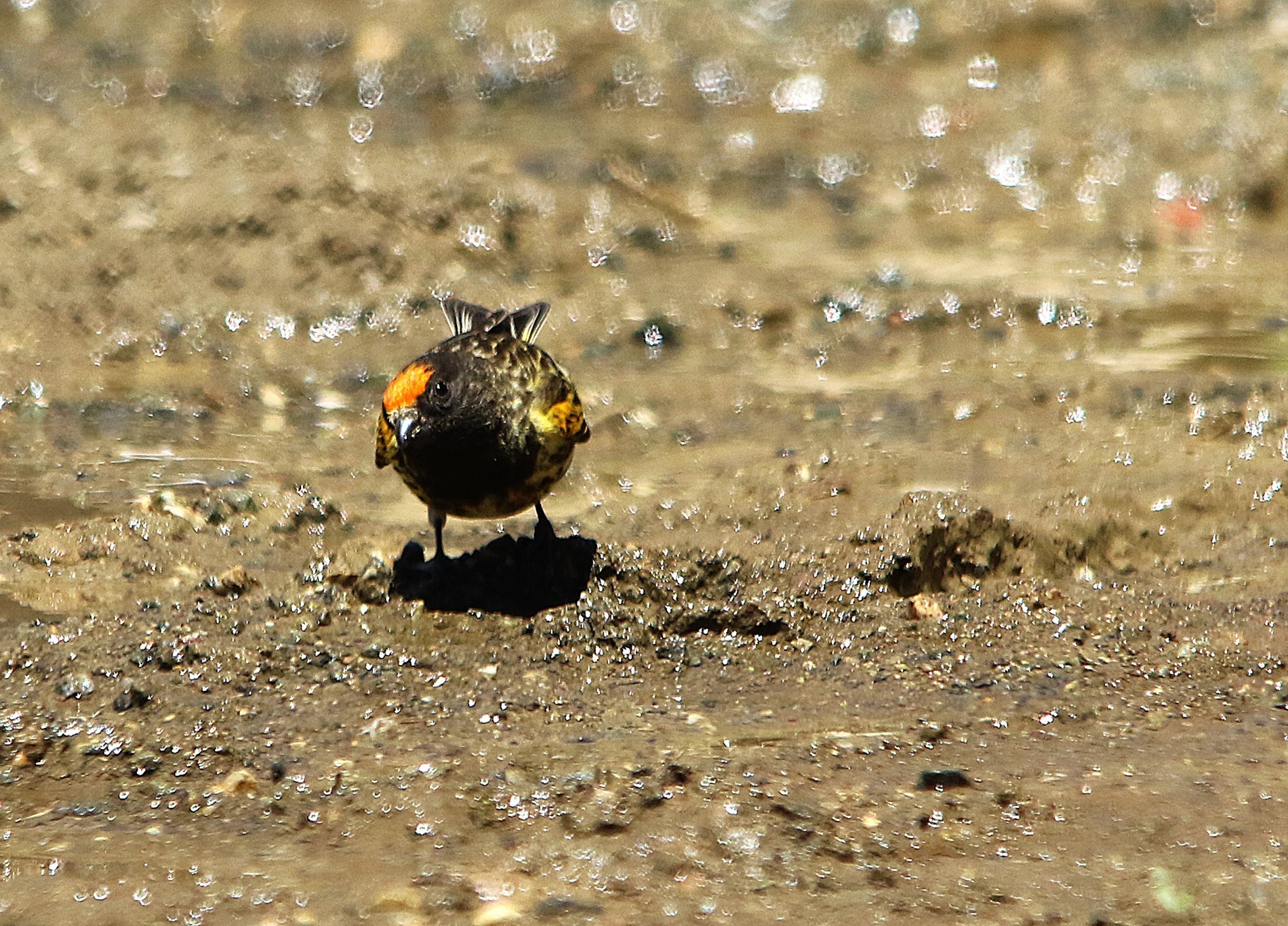 Fire-fronted Serin