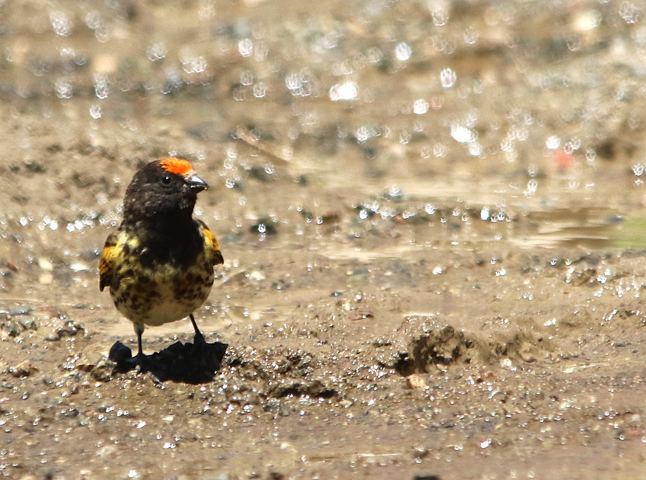 Fire-fronted Serin