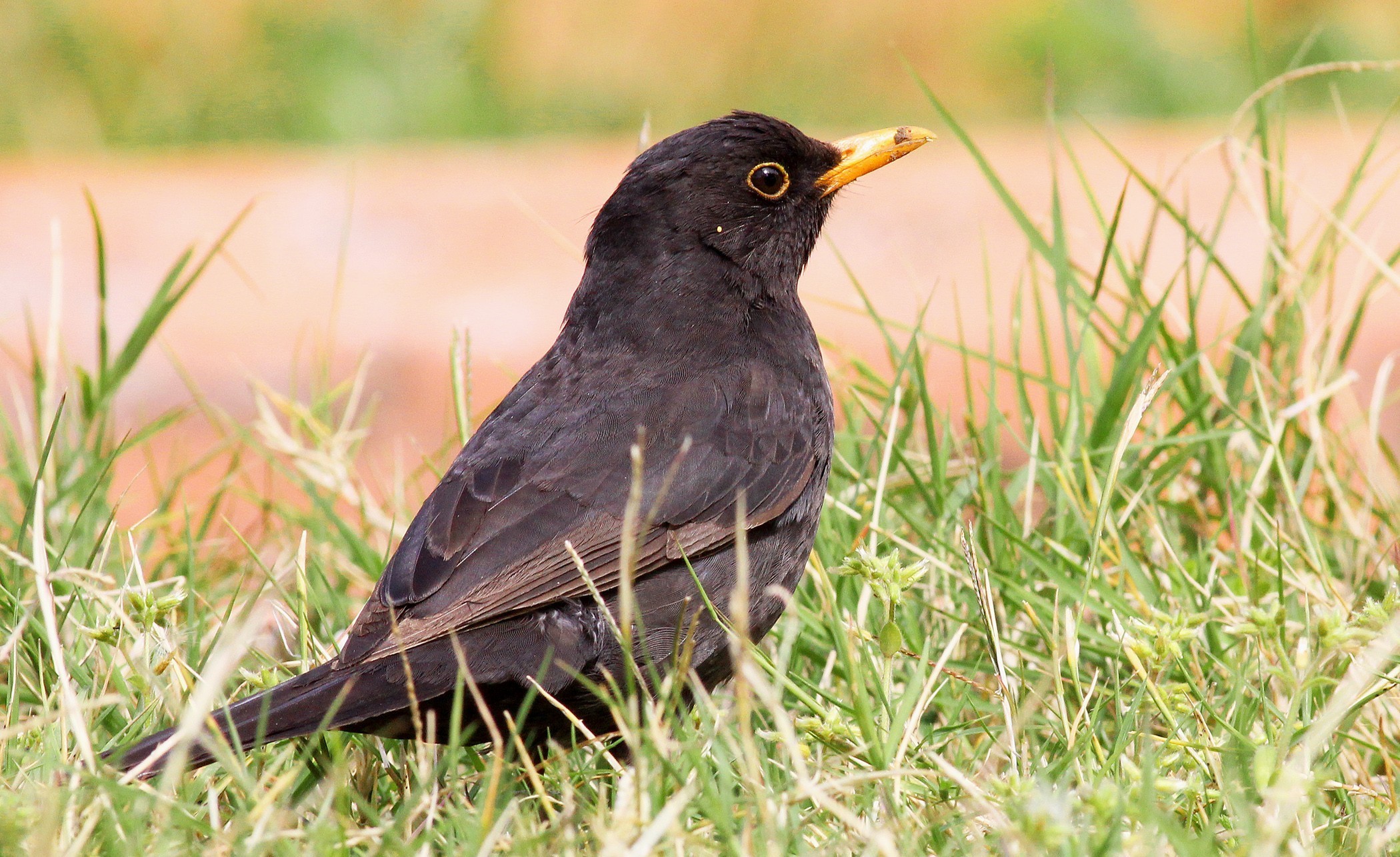 Common Blackbird