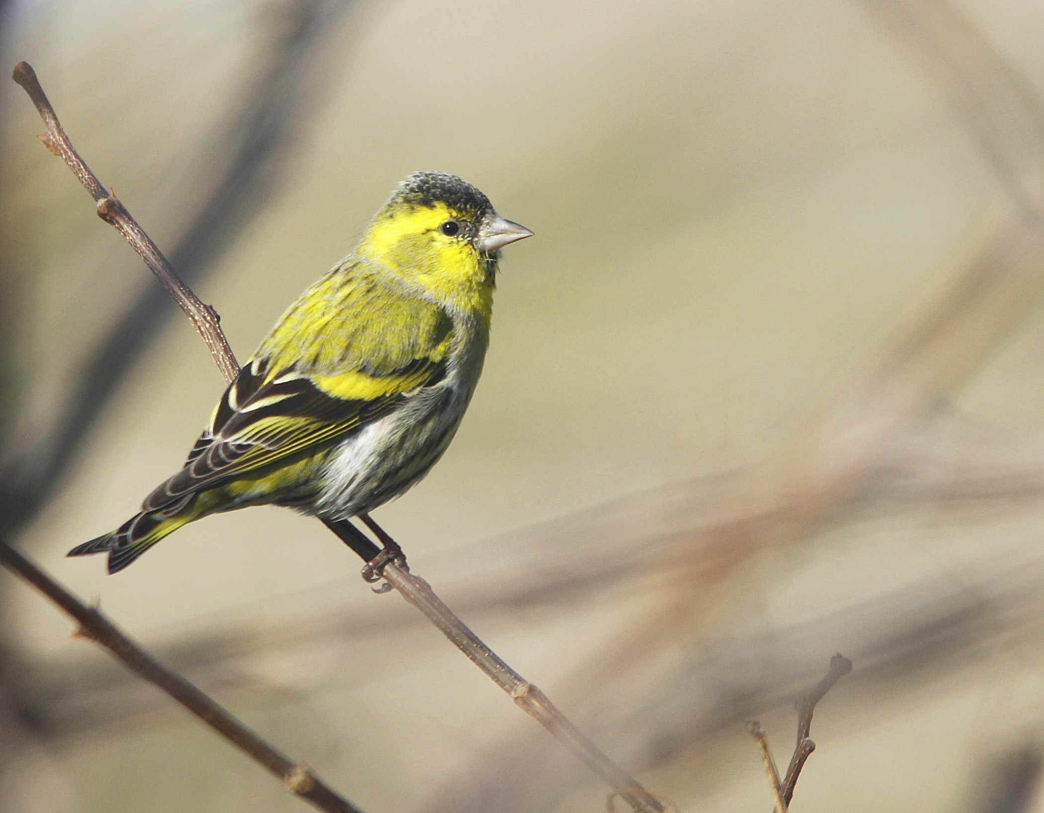 Eurasian Siskin