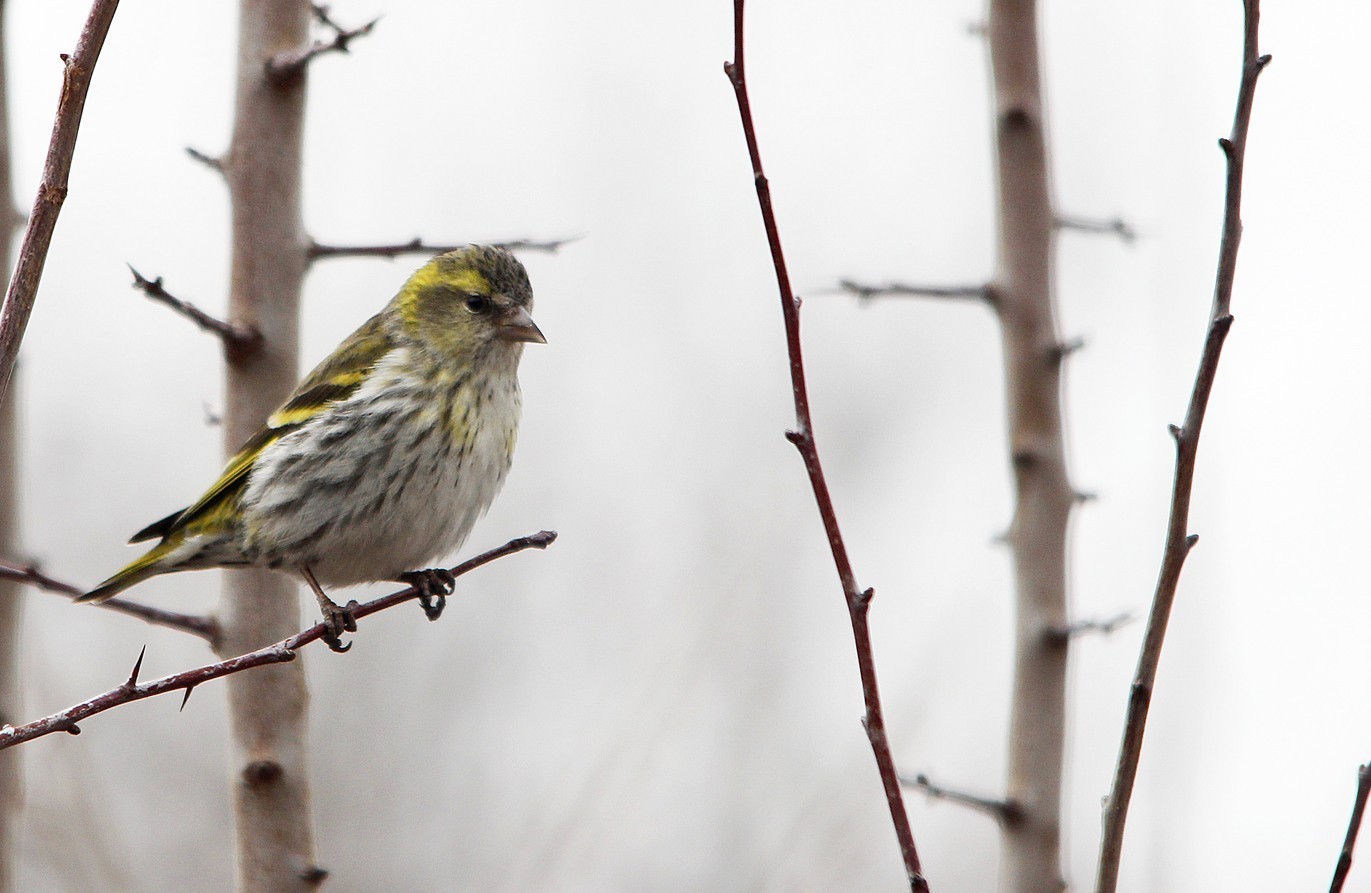 Eurasian Siskin