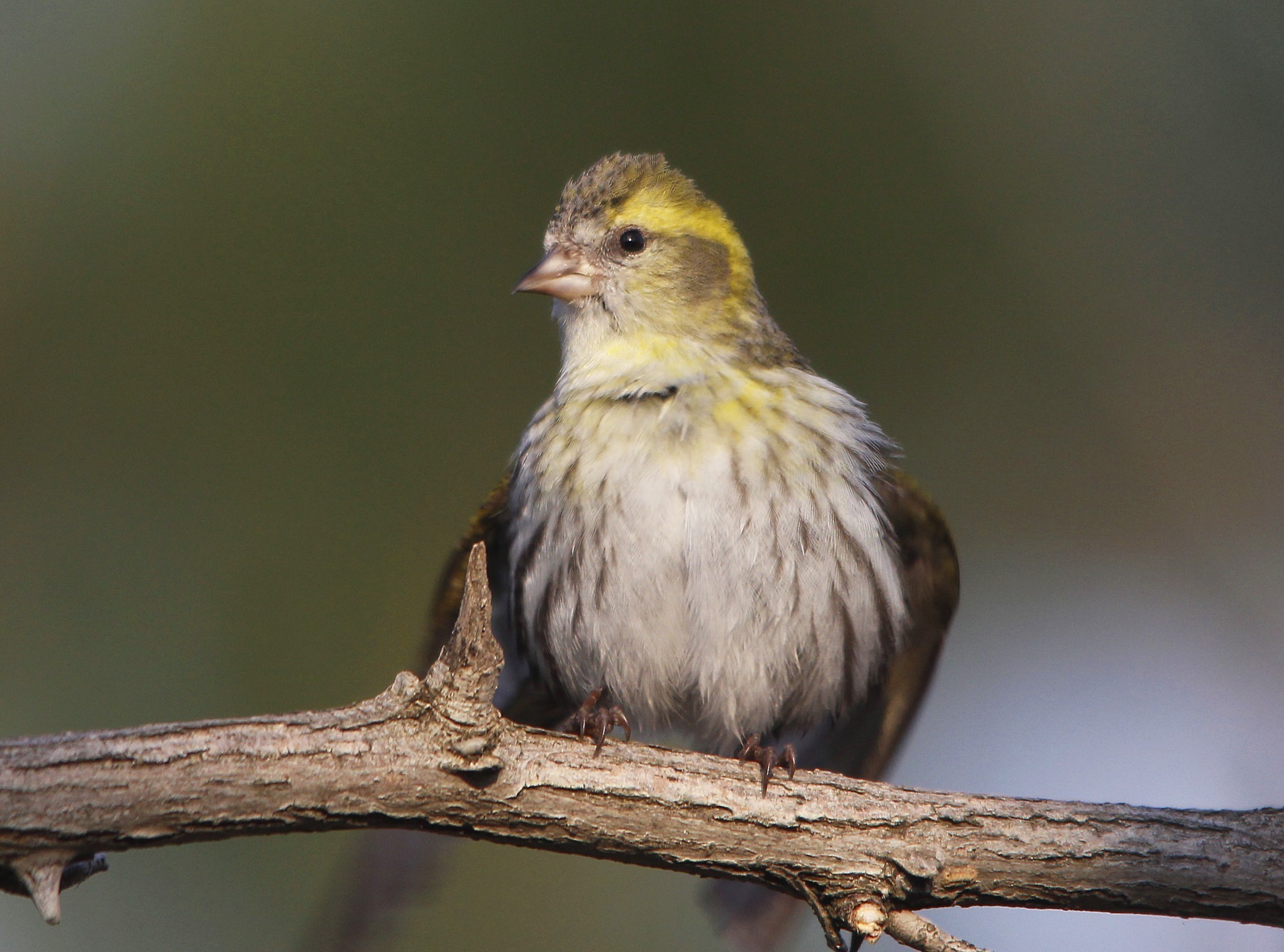 Eurasian Siskin