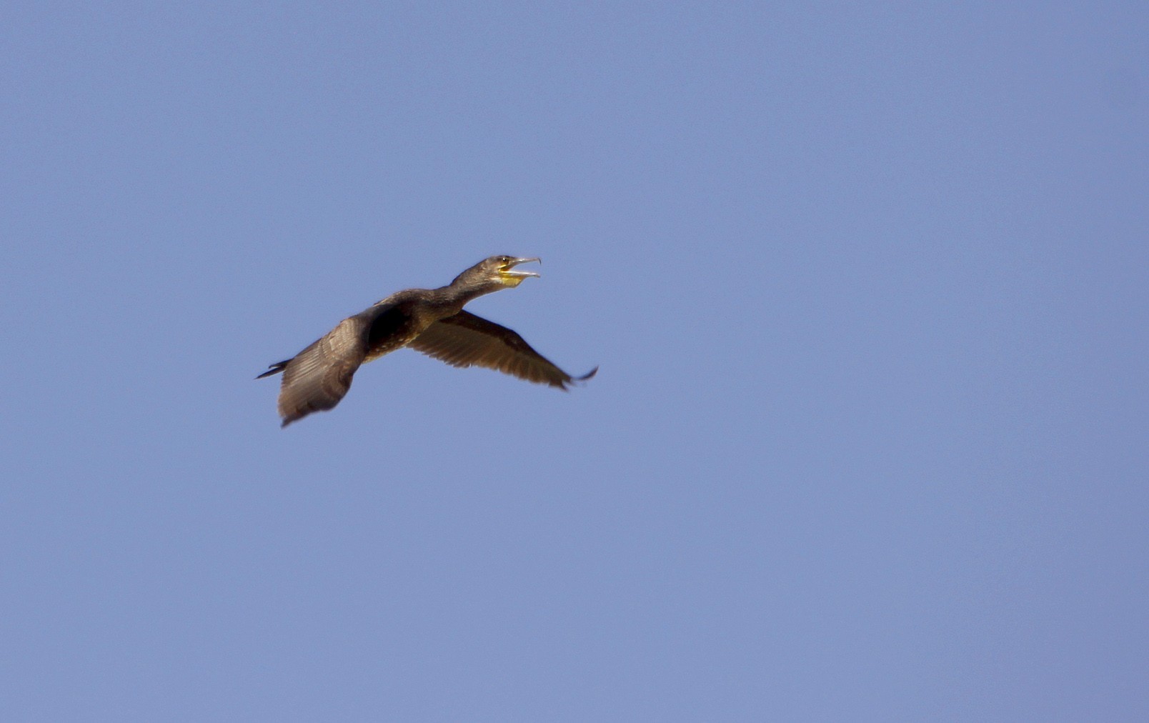 Great Cormorant