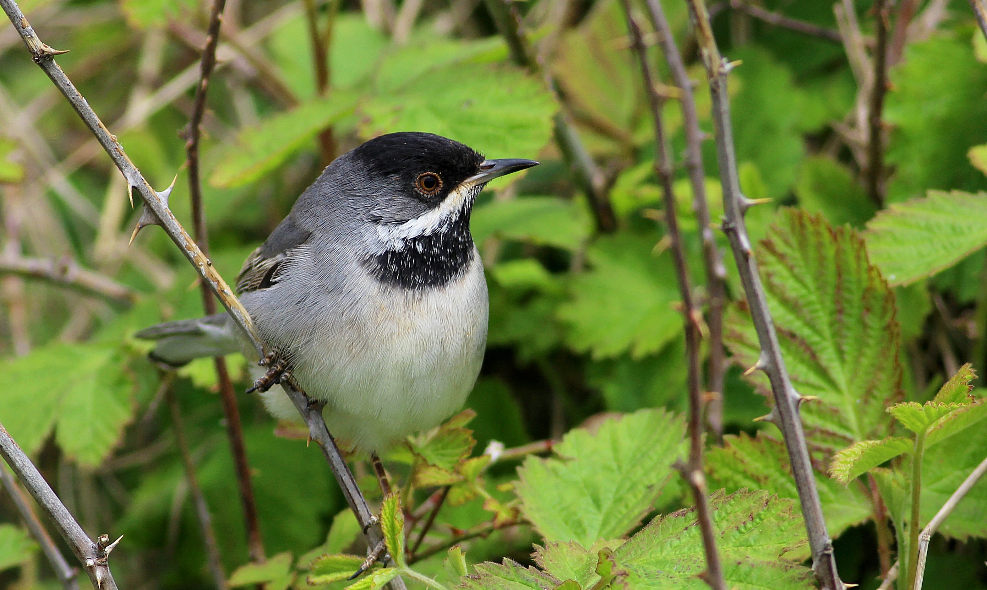 Rüppell's Warbler