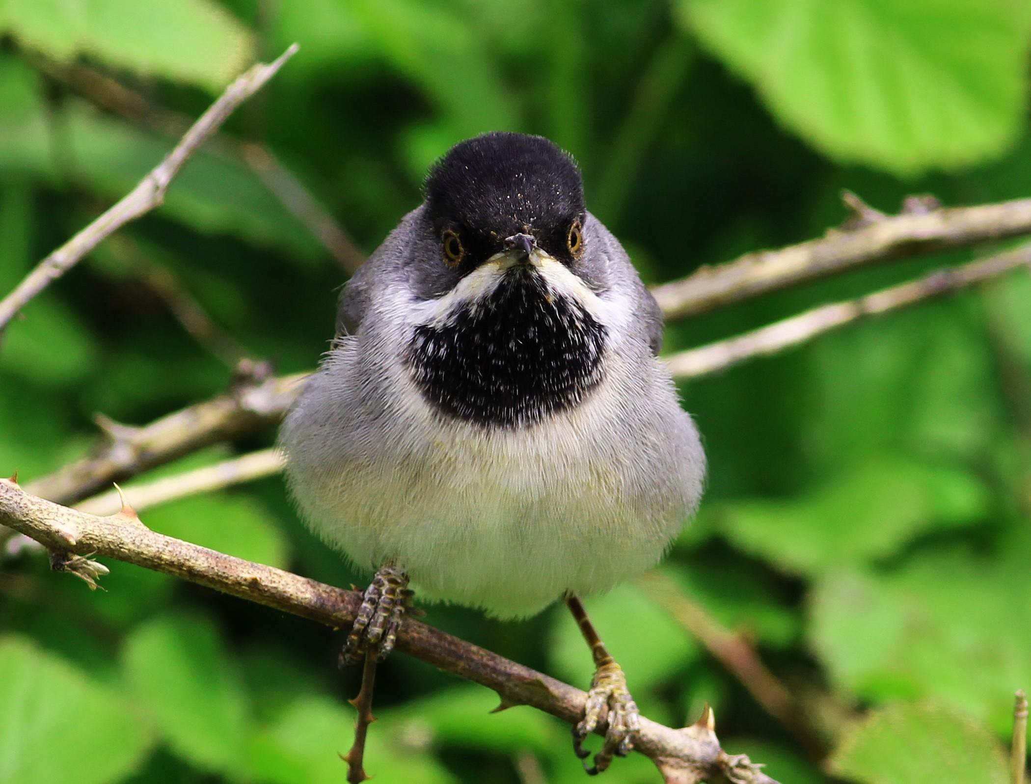 Rüppell's Warbler