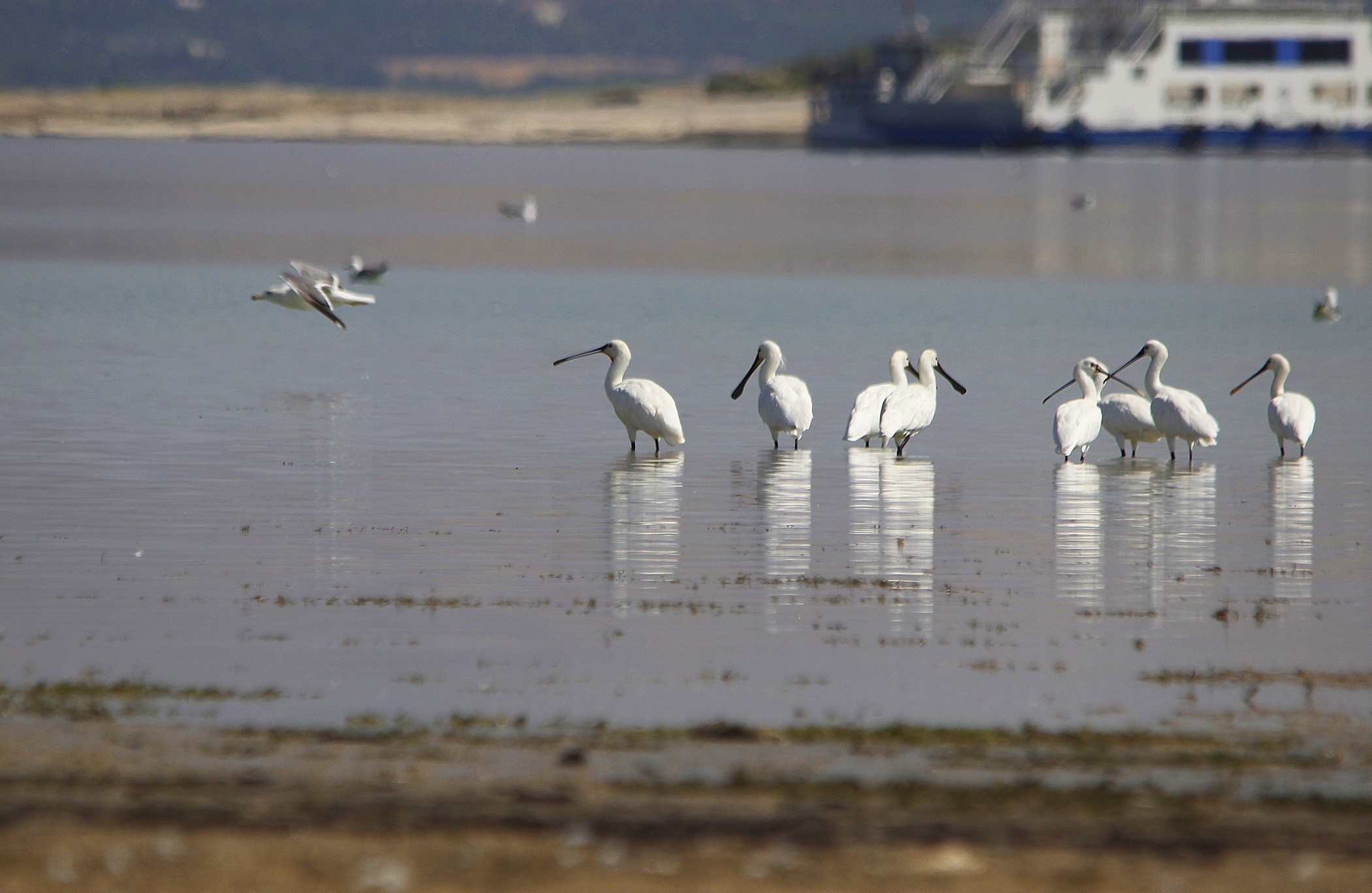 Eurasian Spoonbill