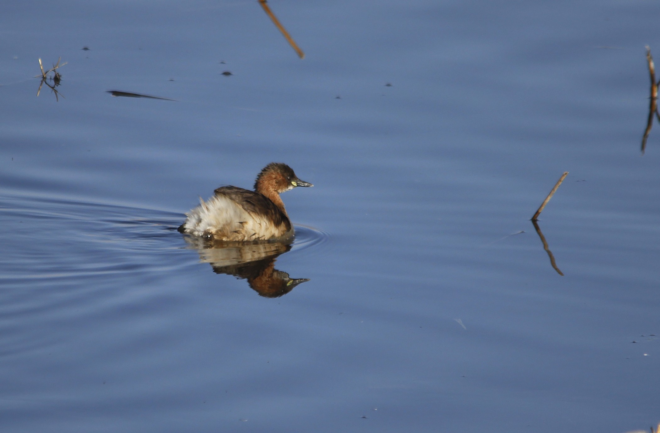 Little Grebe