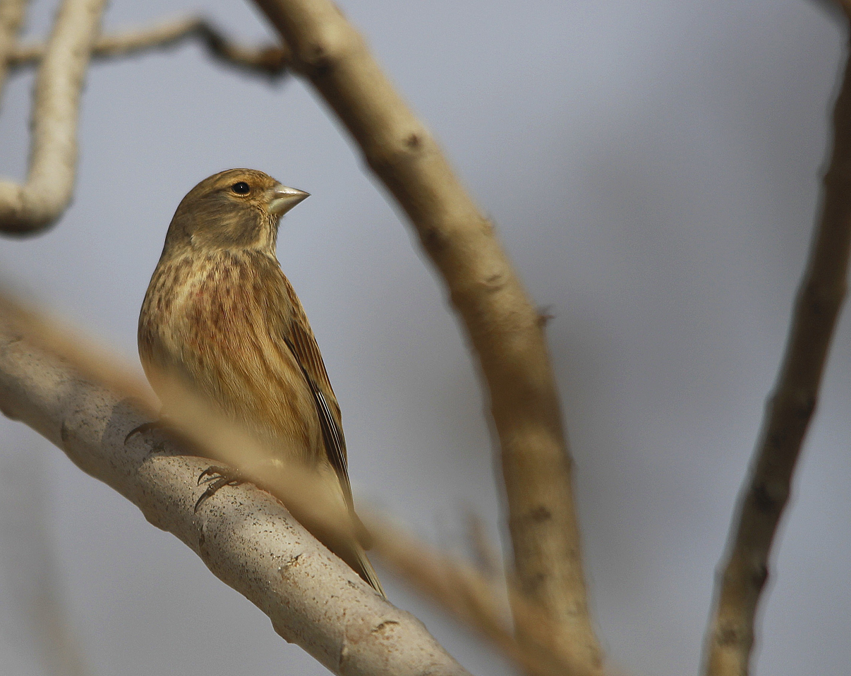 Eurasian Linnet