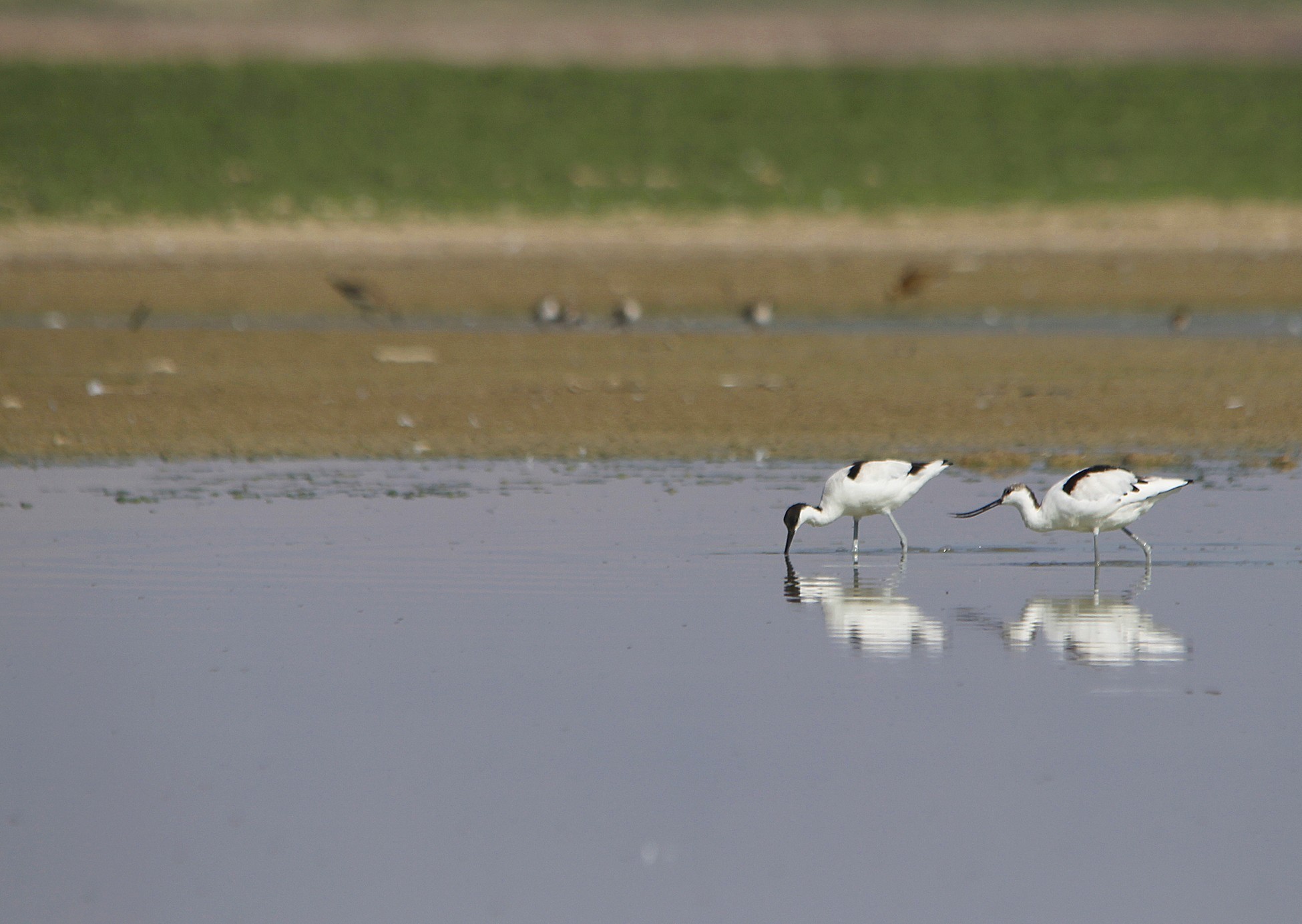 Pied Avocet