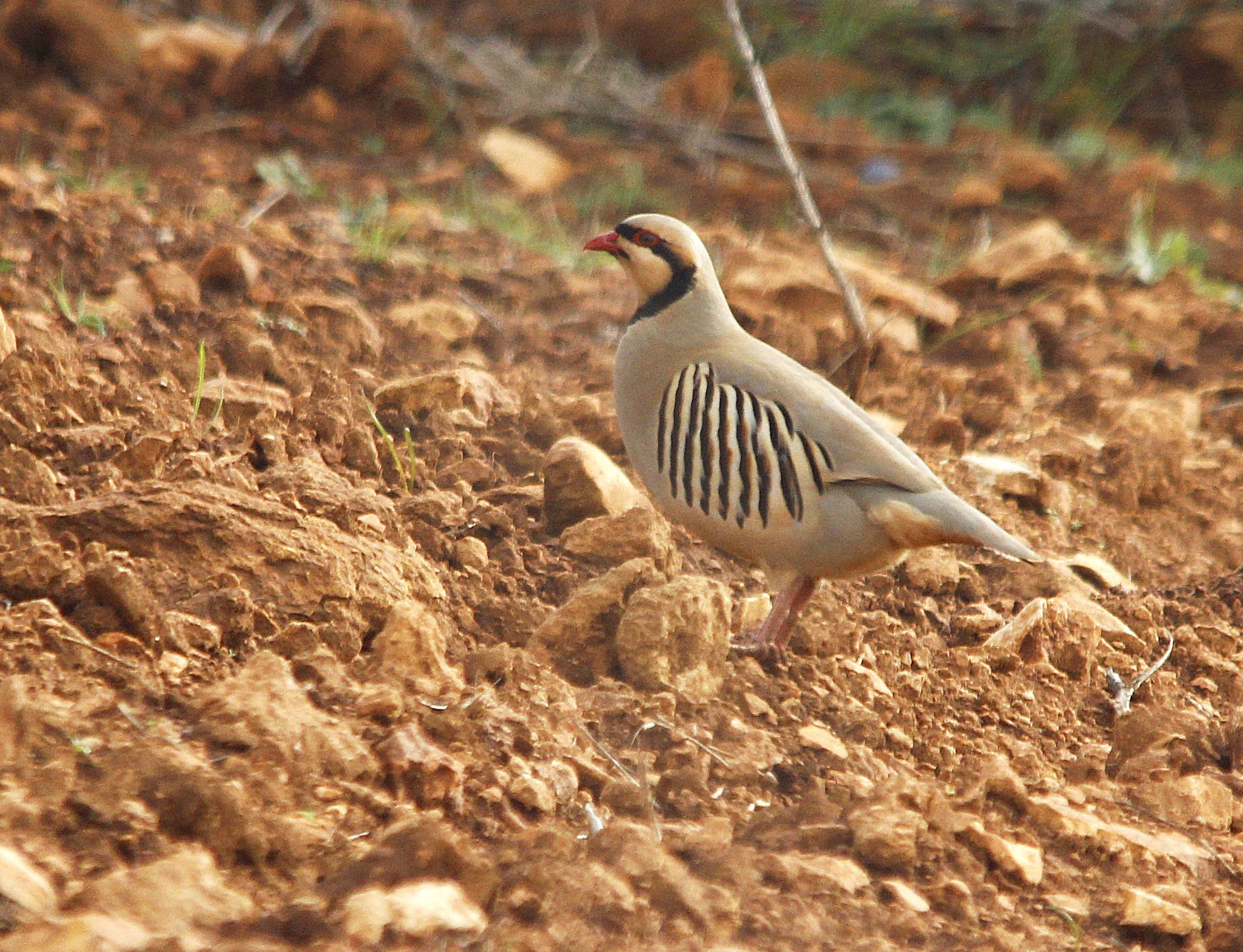Chukar