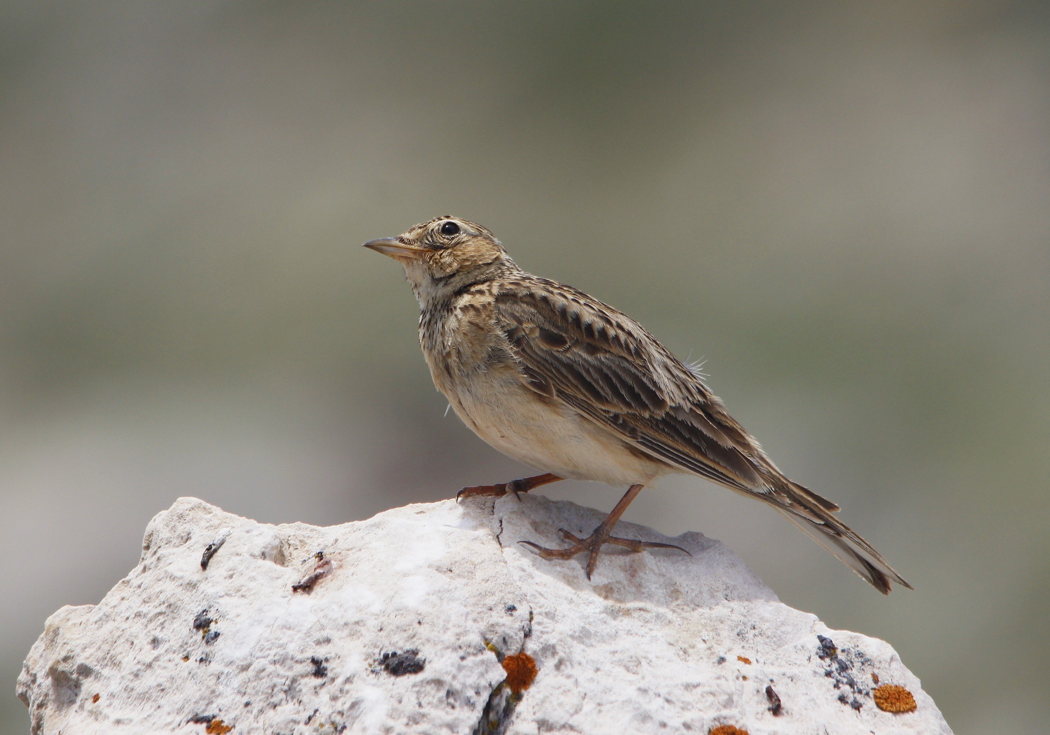 Tawny Pipit