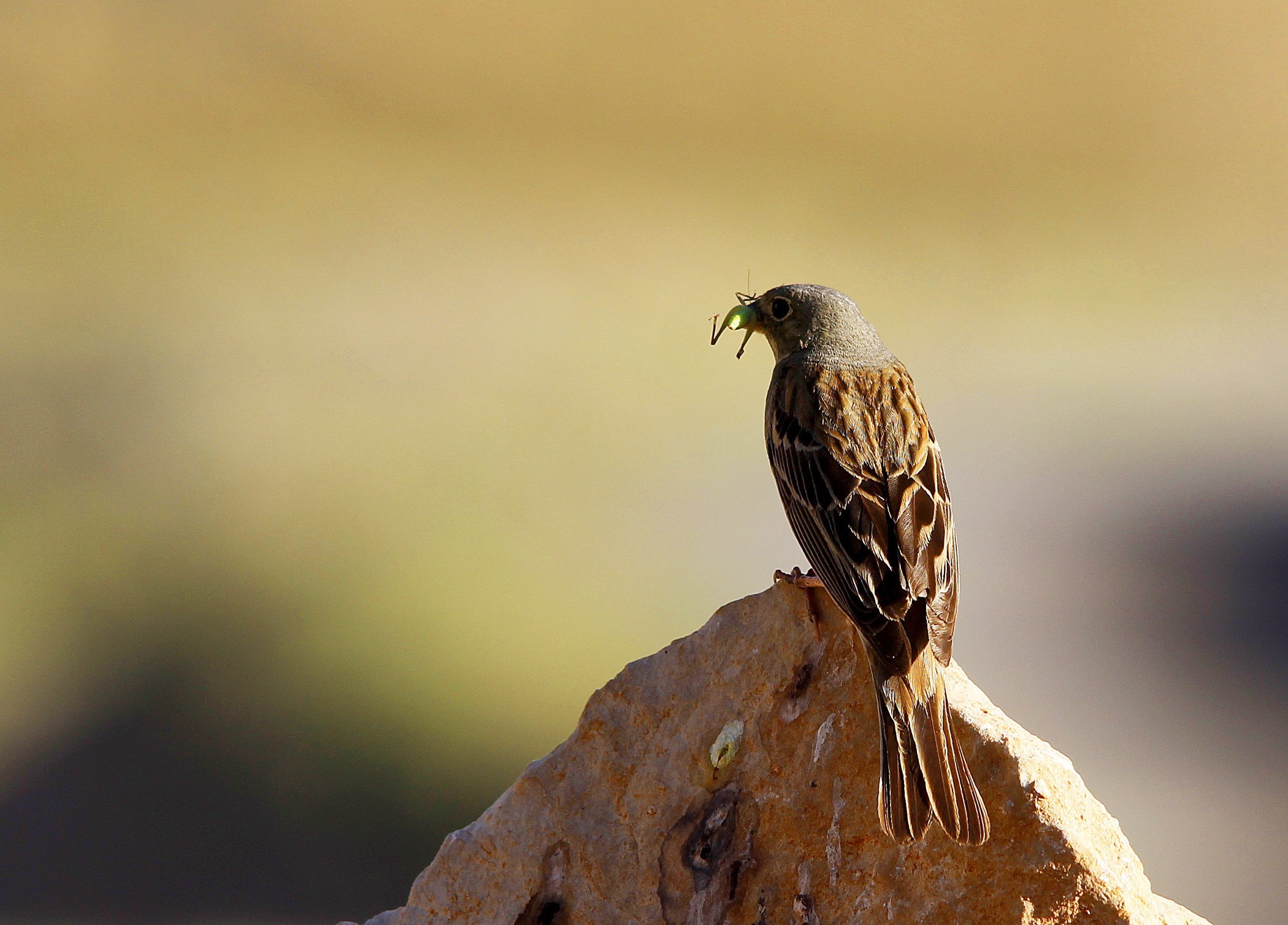 Ortolan Bunting