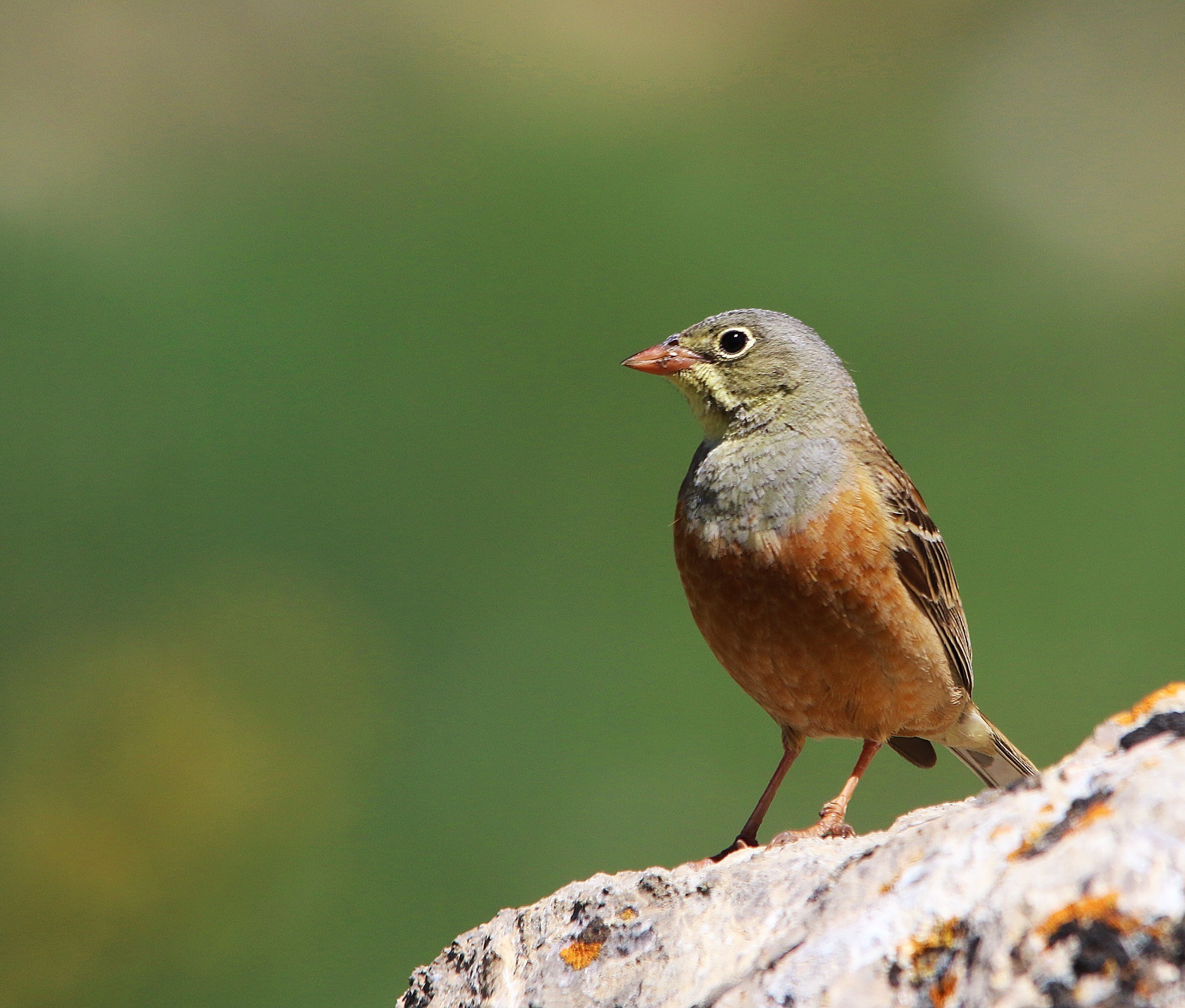 Ortolan Bunting