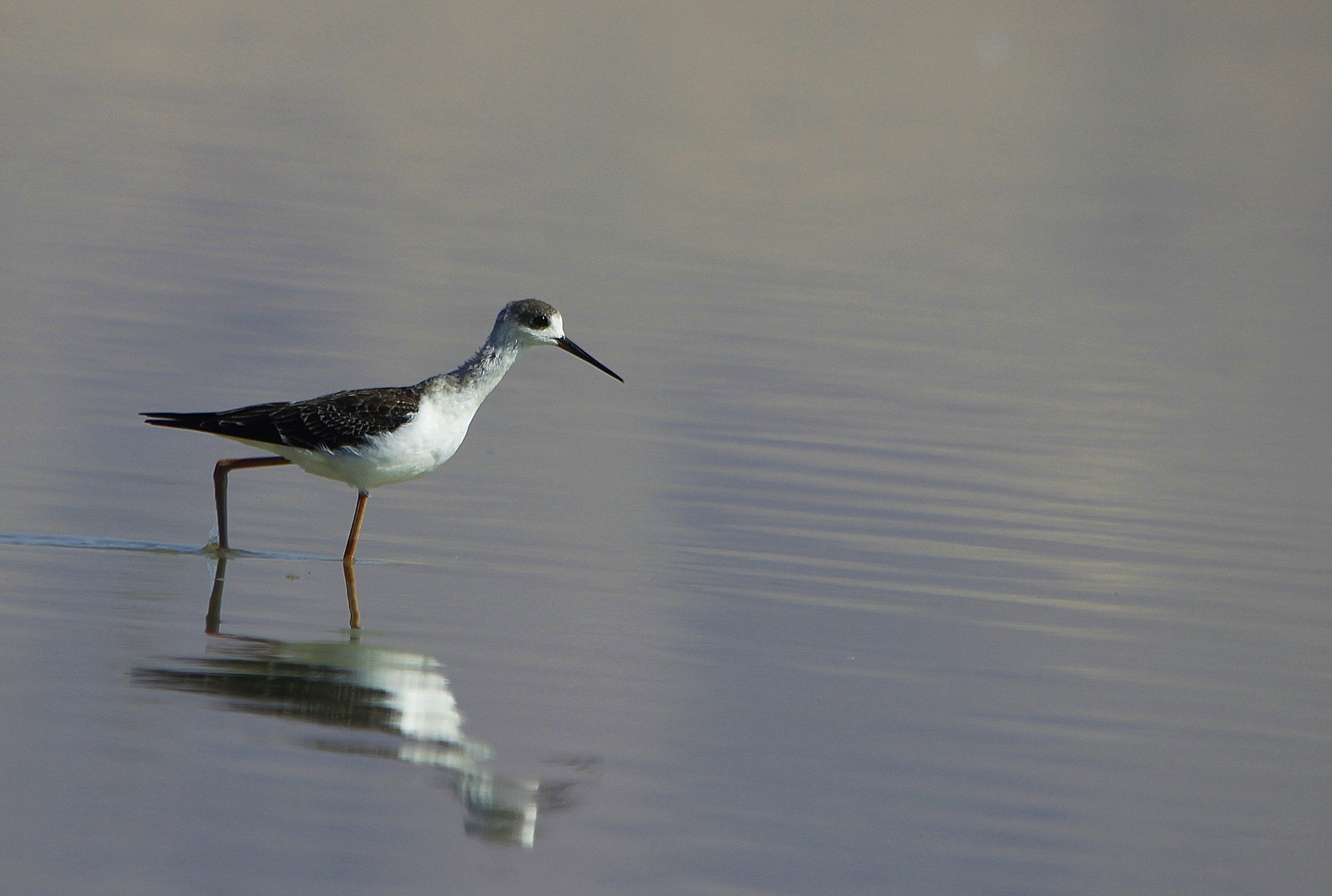 Common Redshank