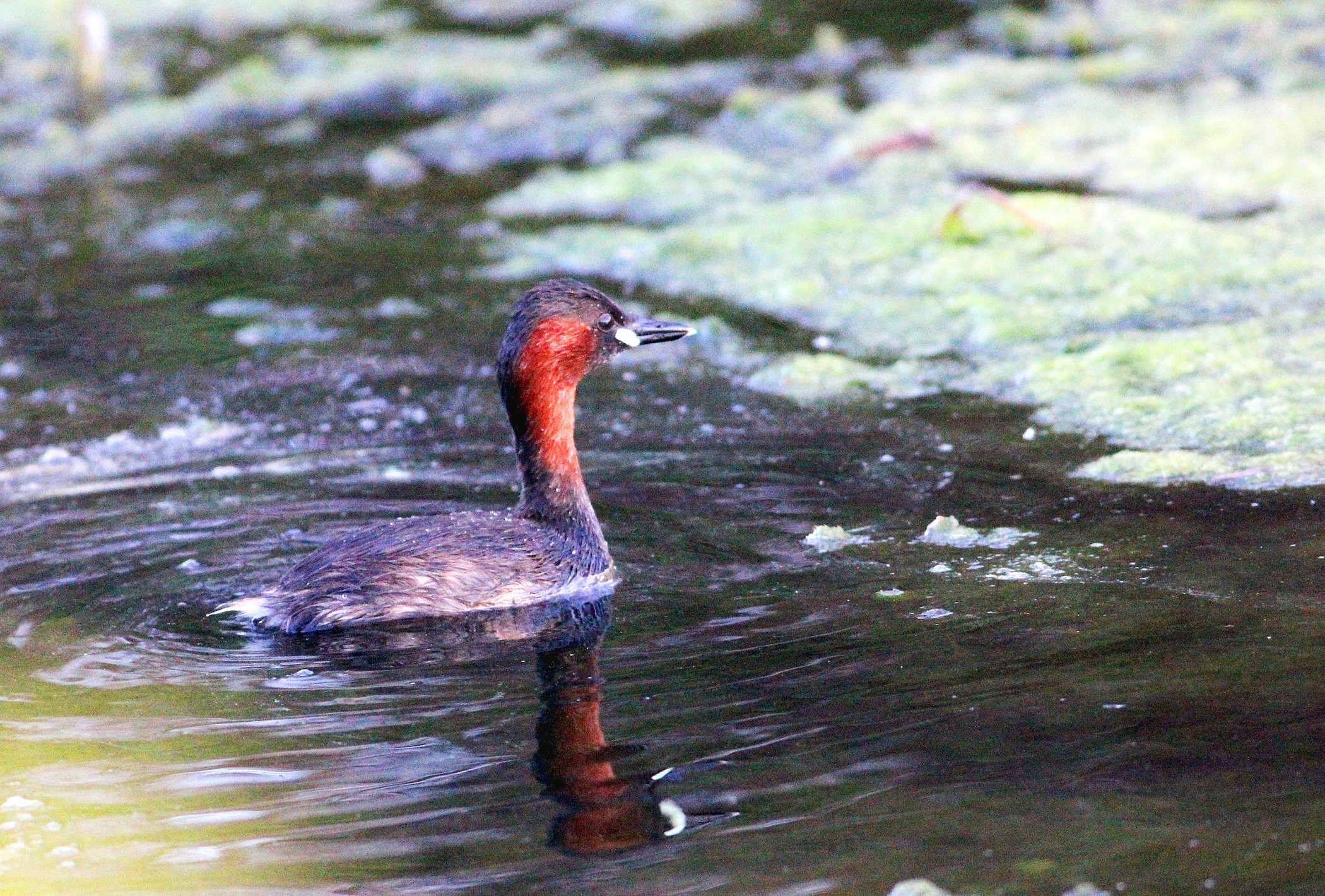 Little Grebe