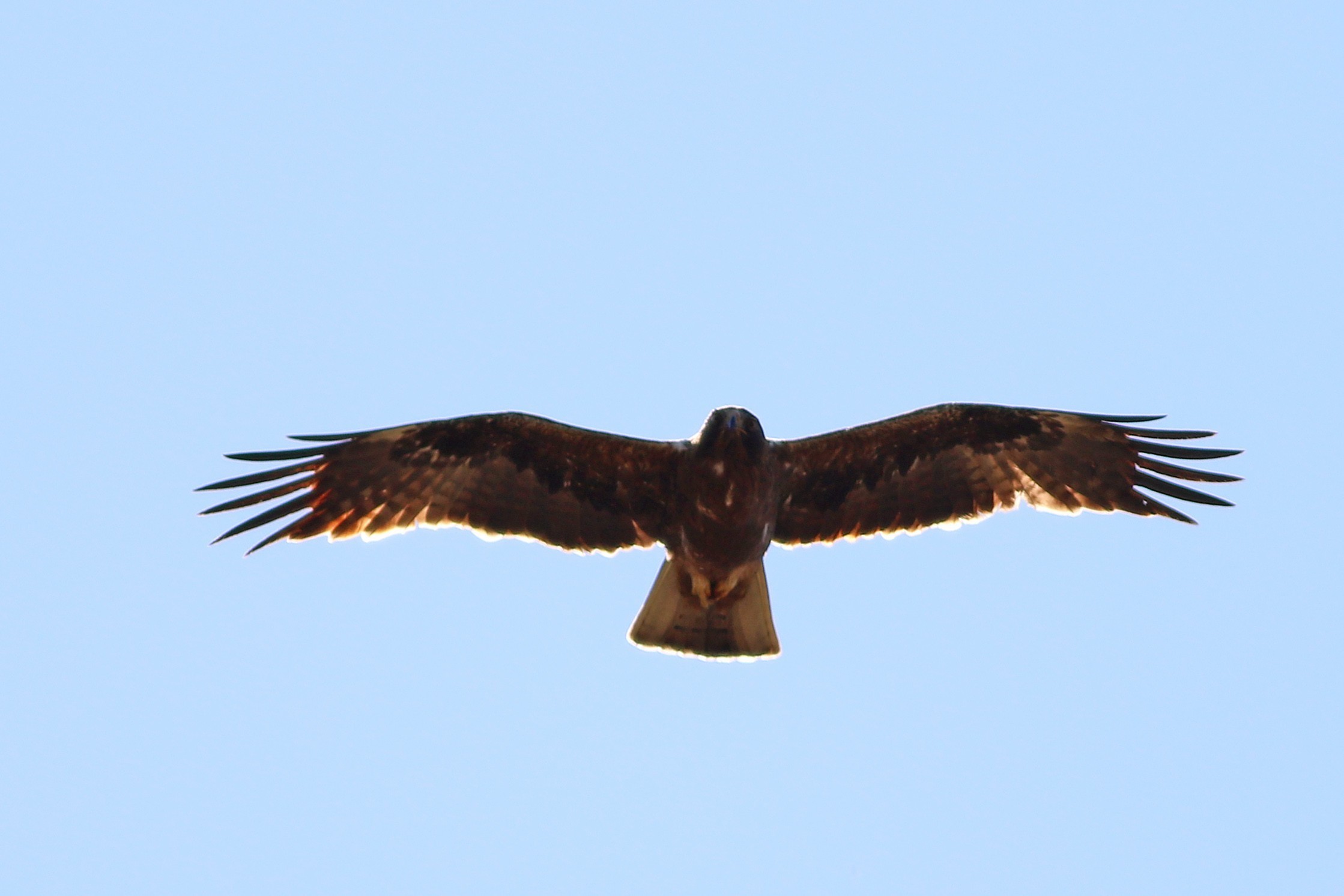 Booted Eagle