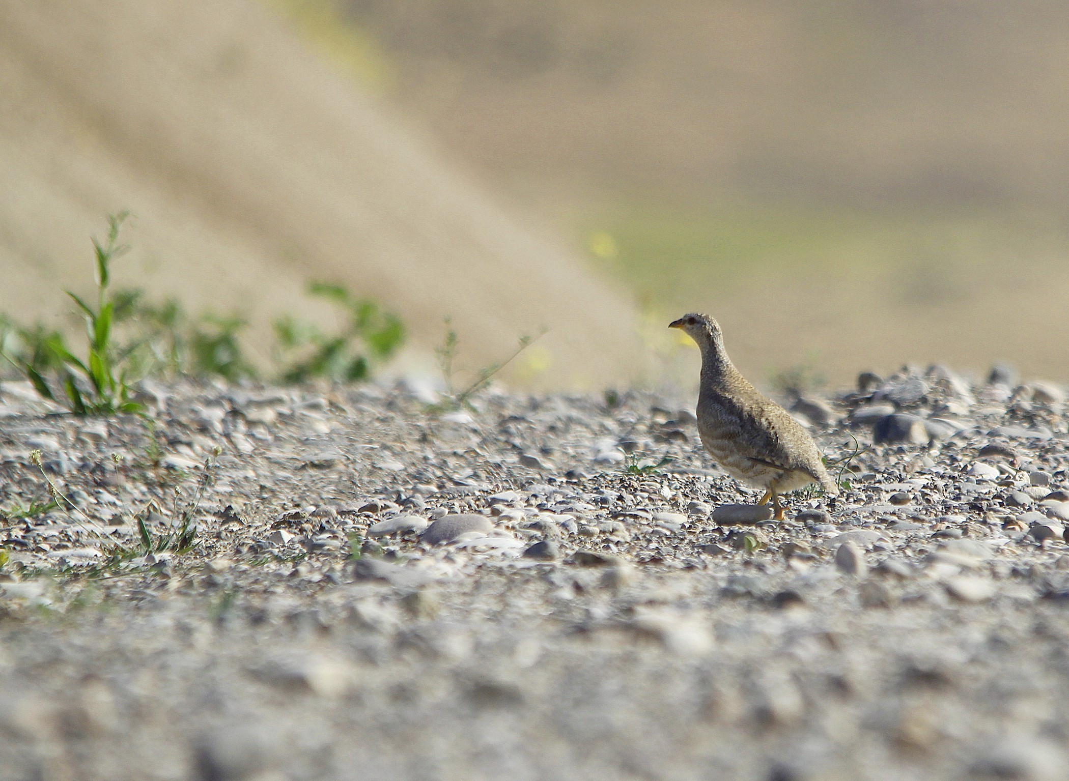 See-see Partridge