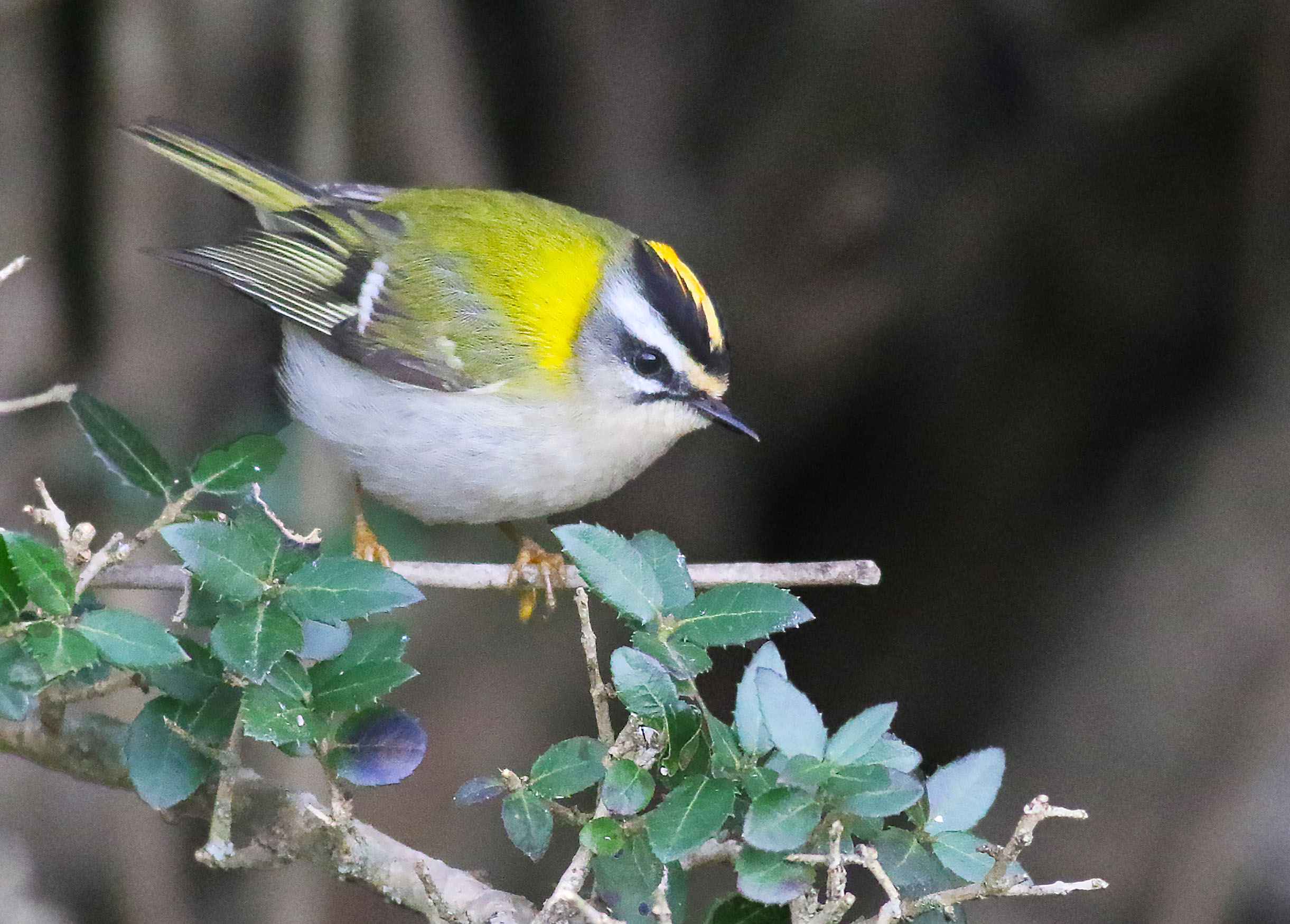 Common Firecrest