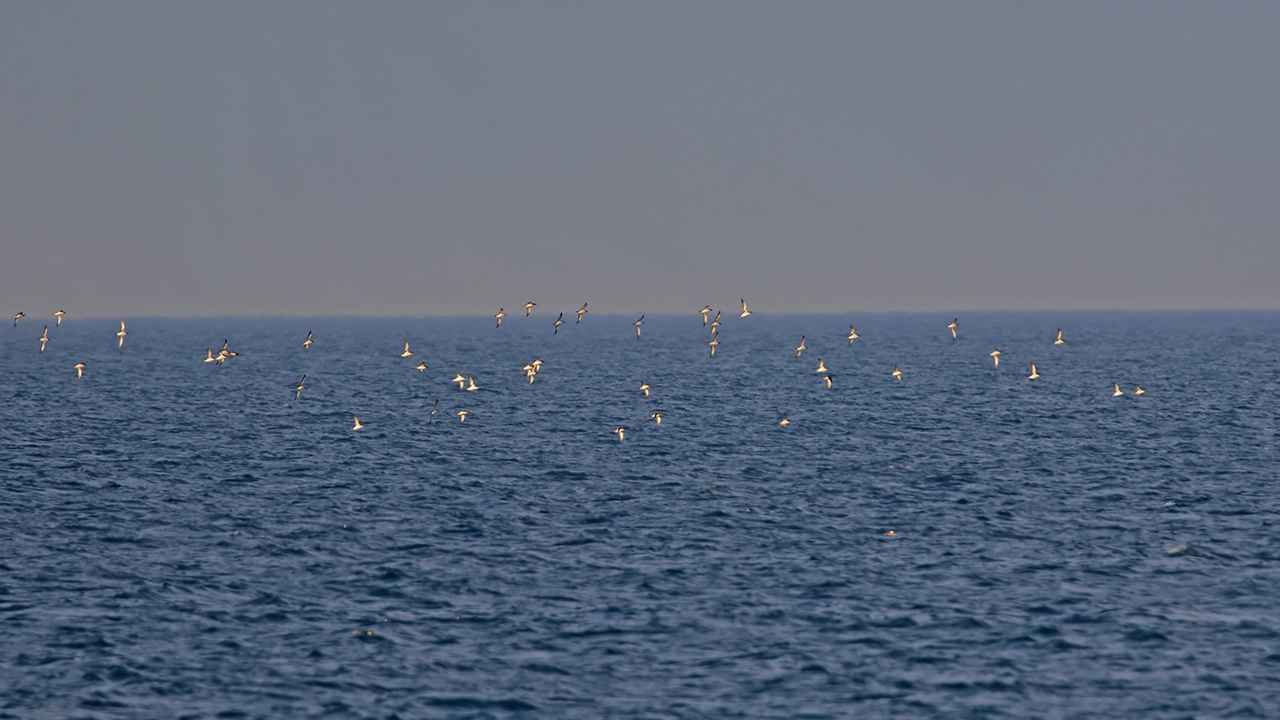 Yelkouan Shearwater