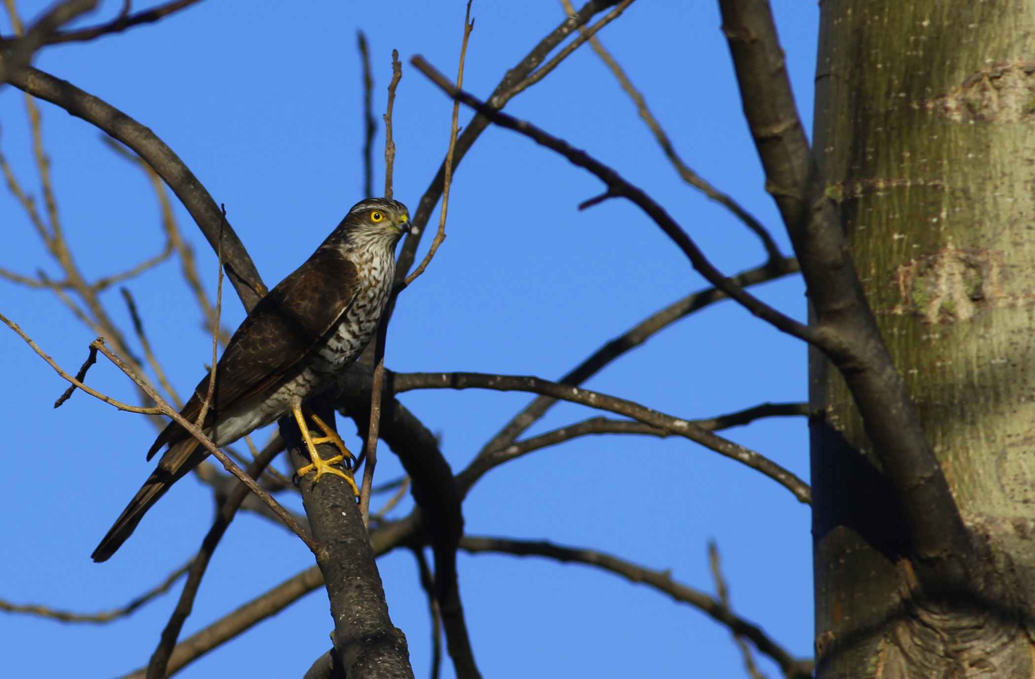 Eurasian Sparrowhawk