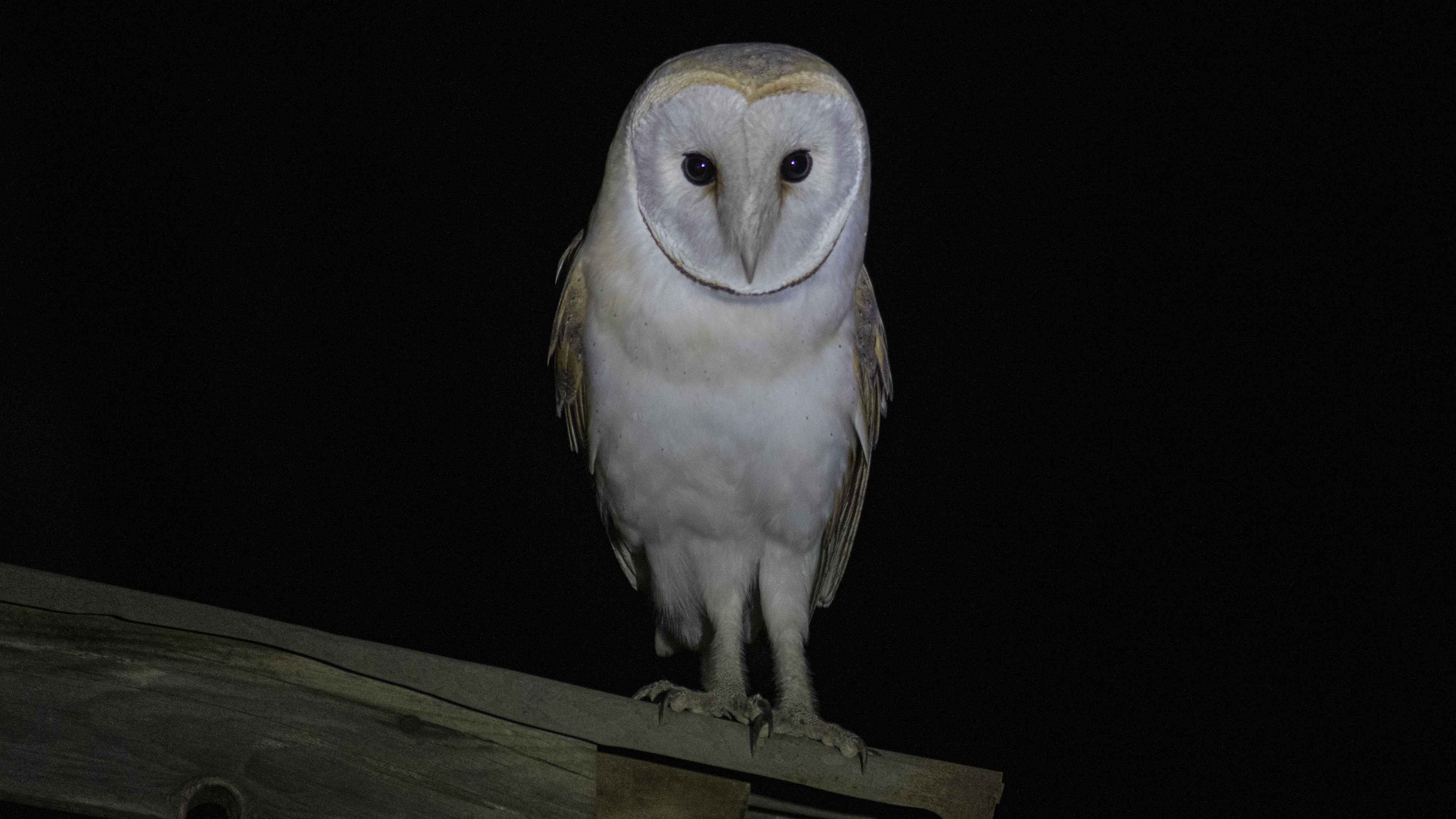 Barn Owl