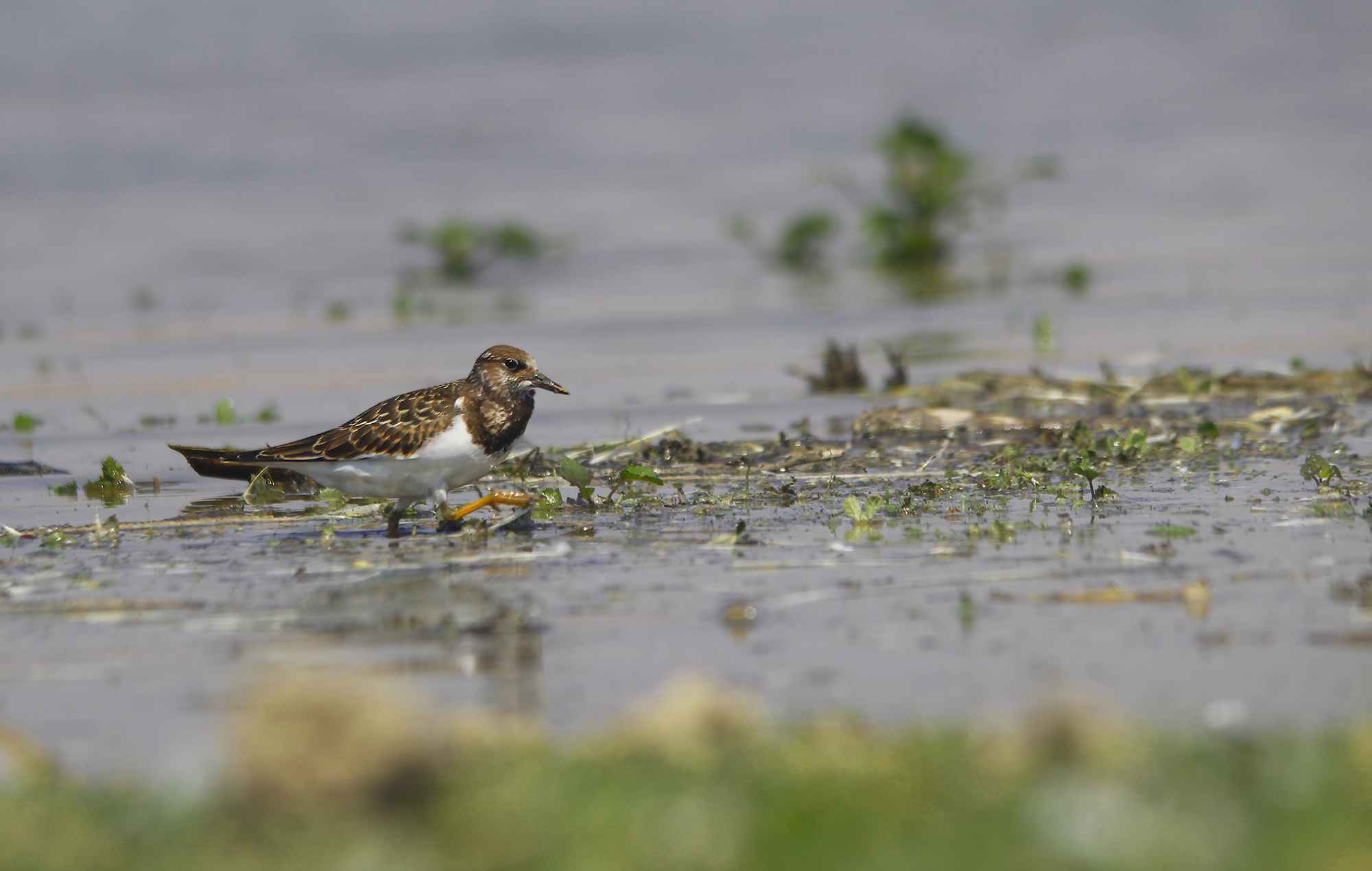 Ruddy Turnstone