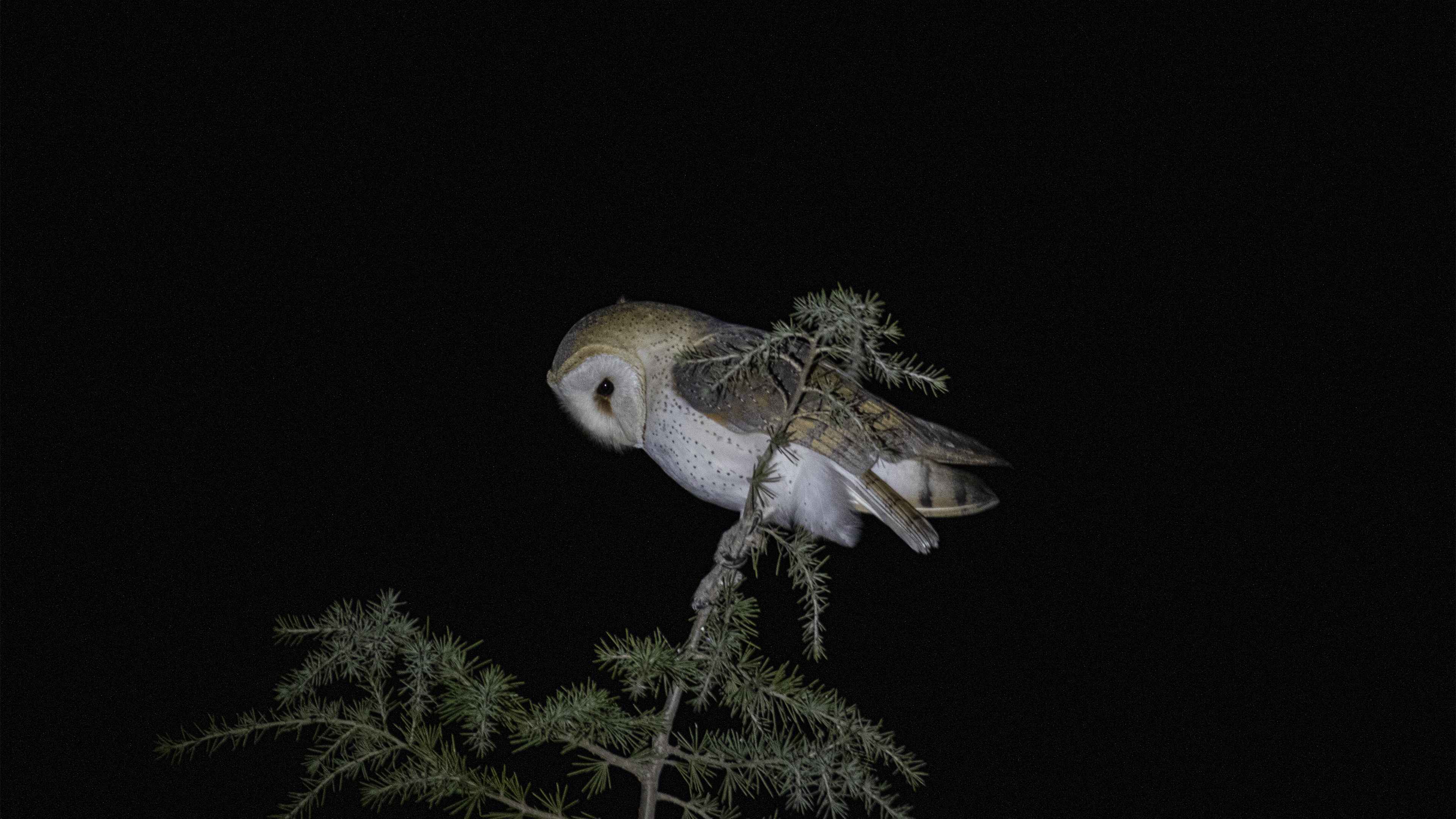 Barn Owl