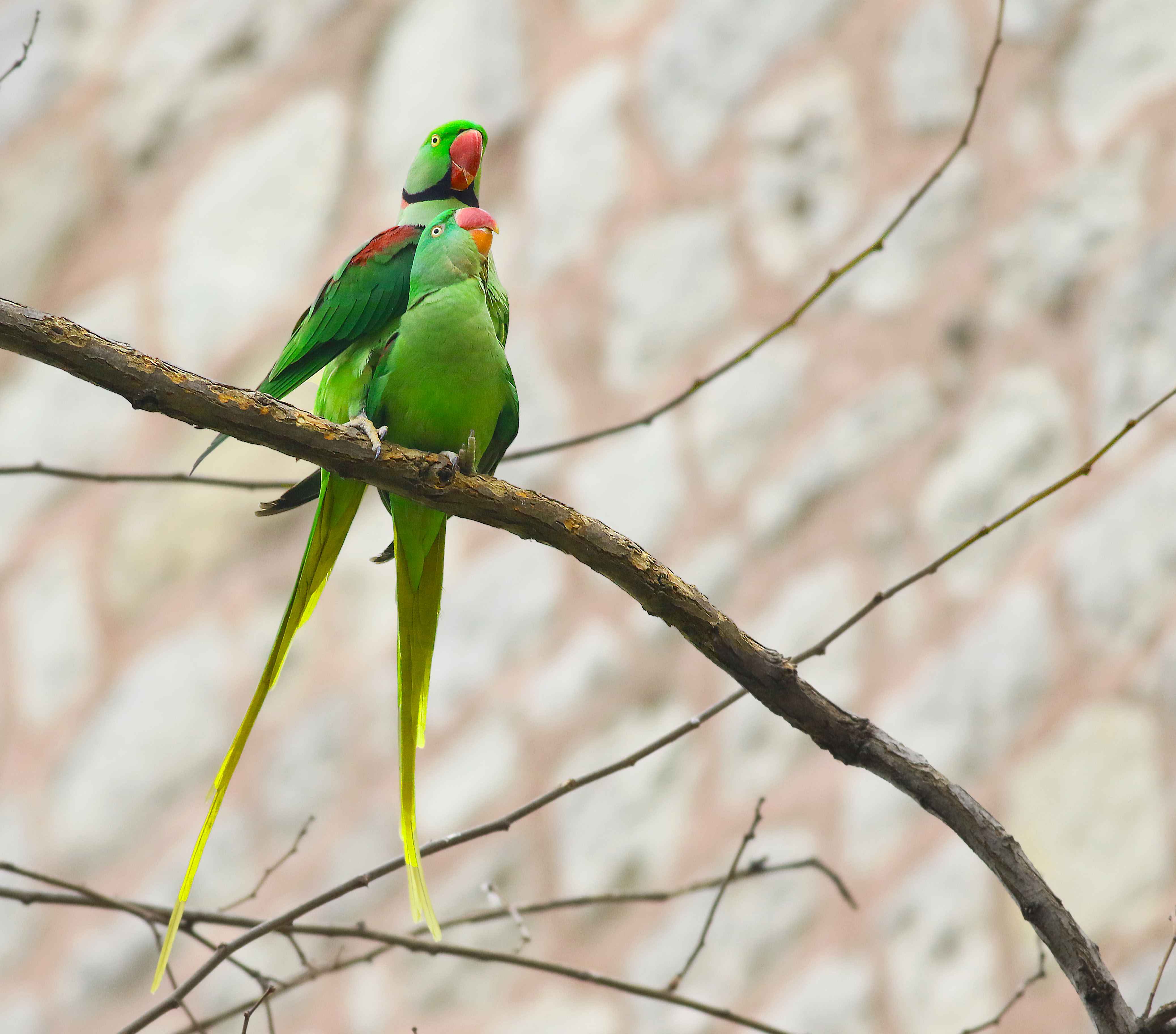 Alexandrine Parakeet