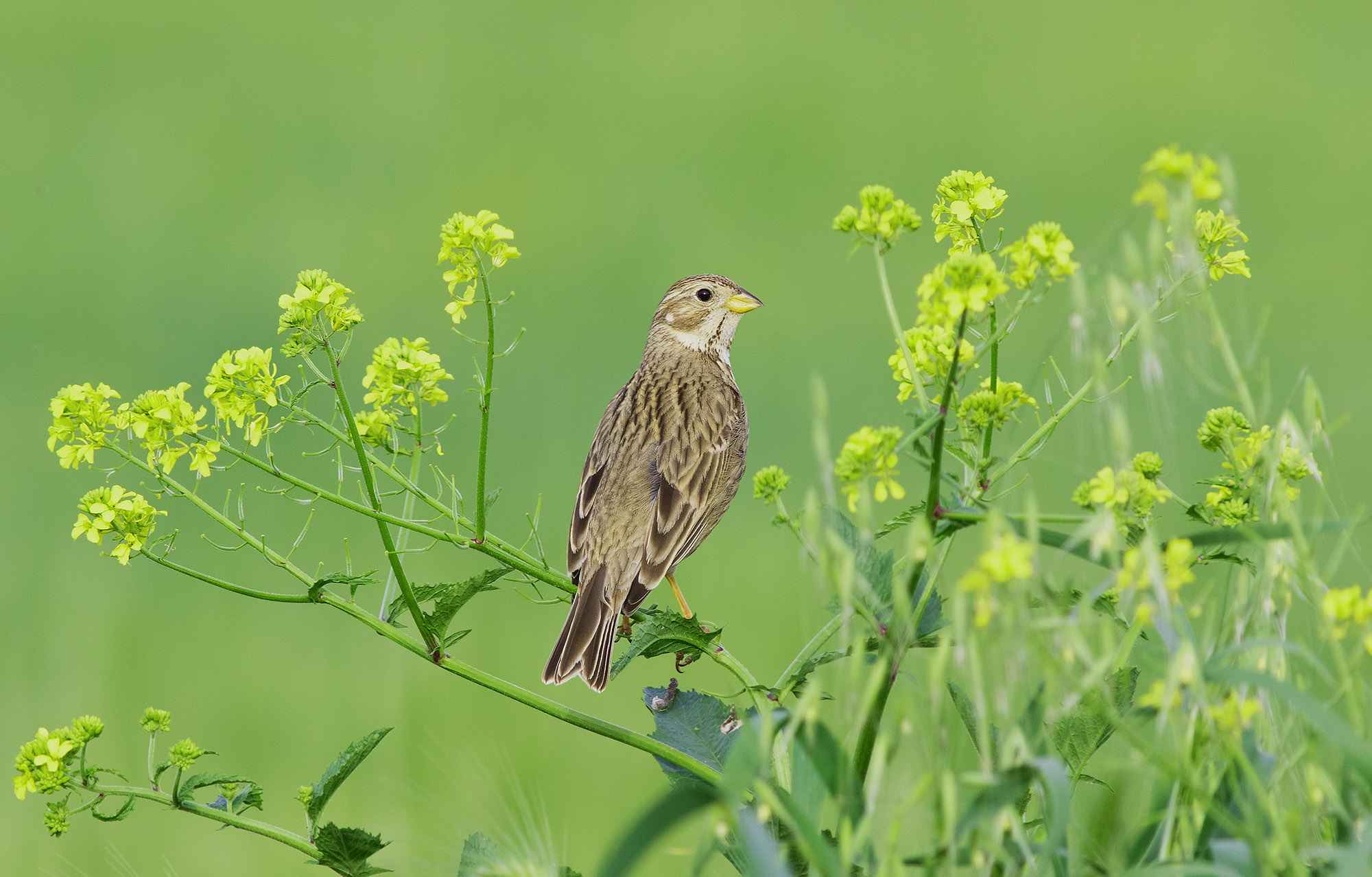 Corn Bunting