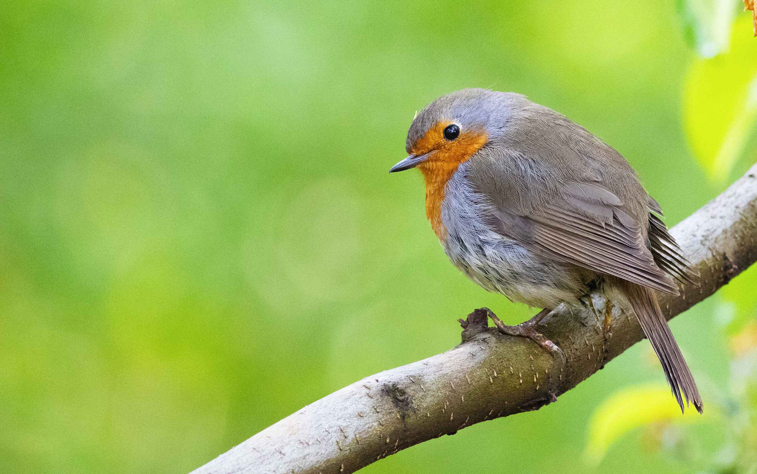 European Robin