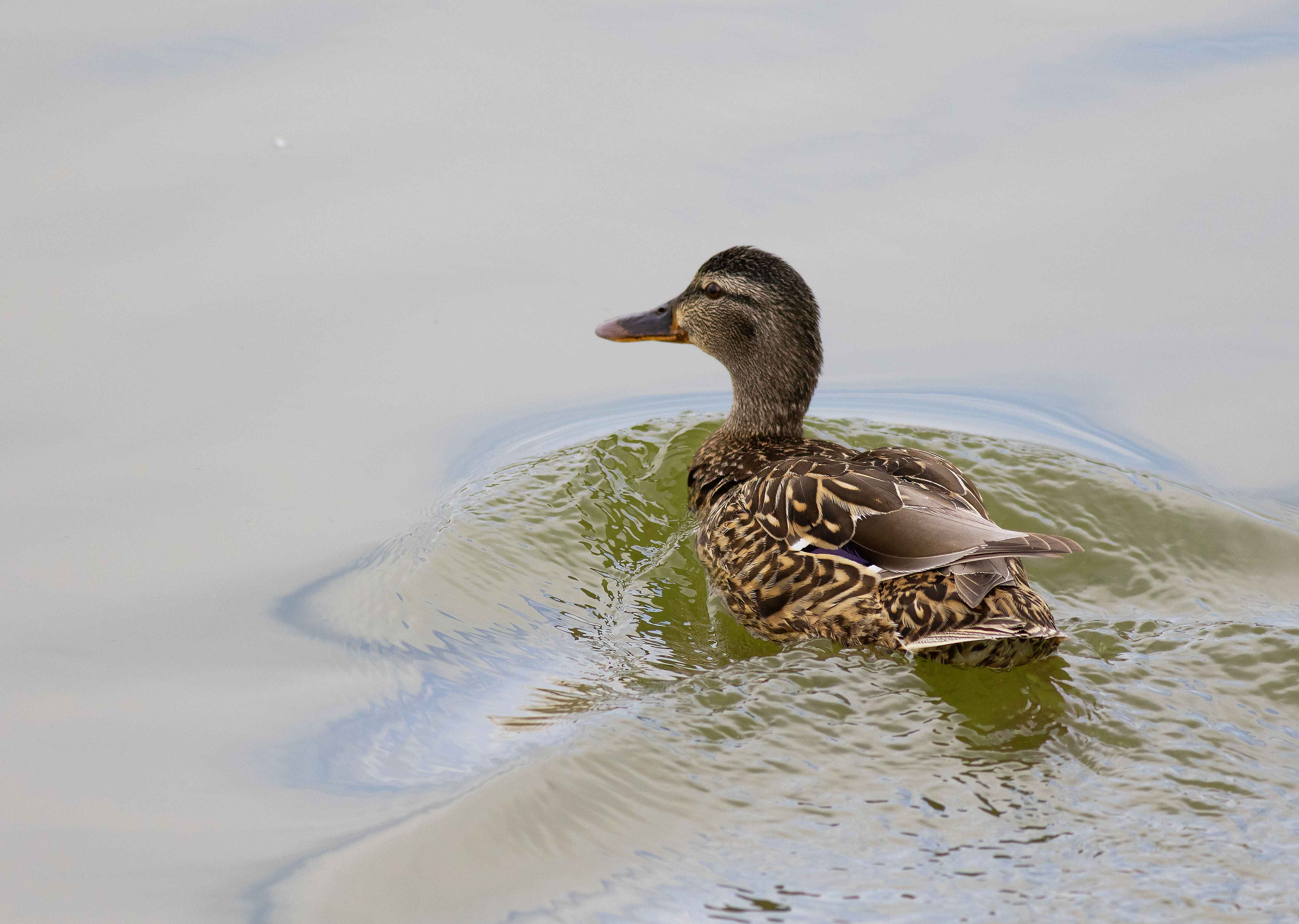Mallard