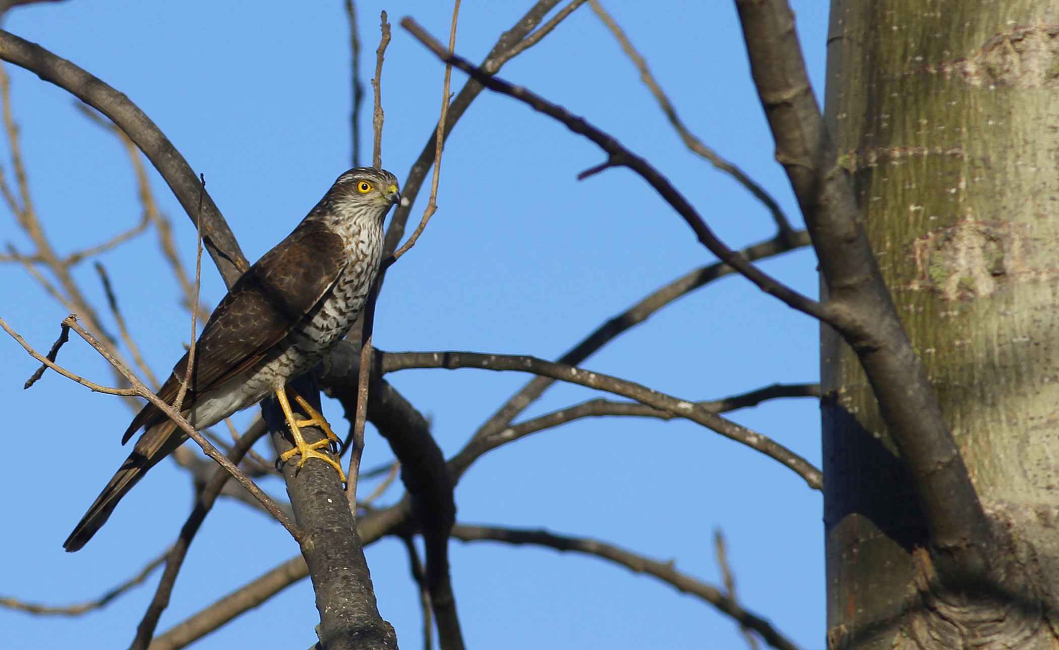 Eurasian Sparrowhawk