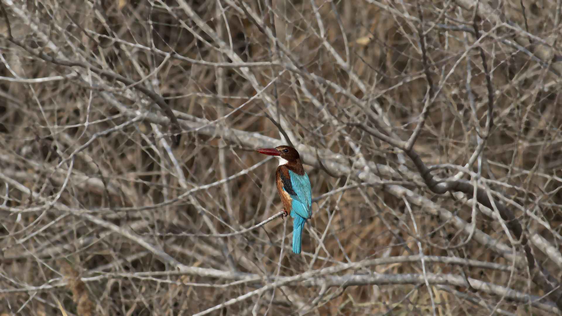 İzmir yalıçapkını