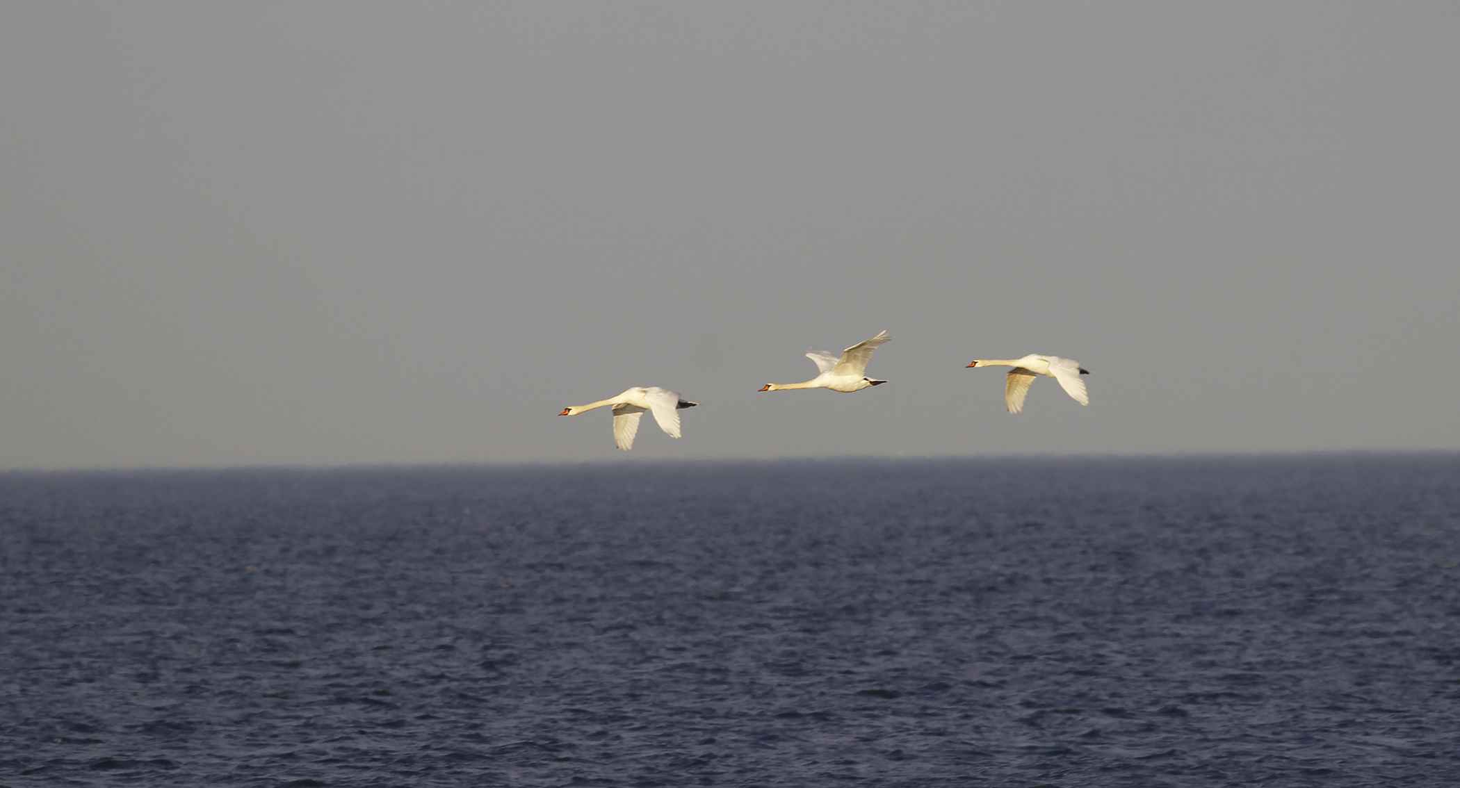 Mute Swan