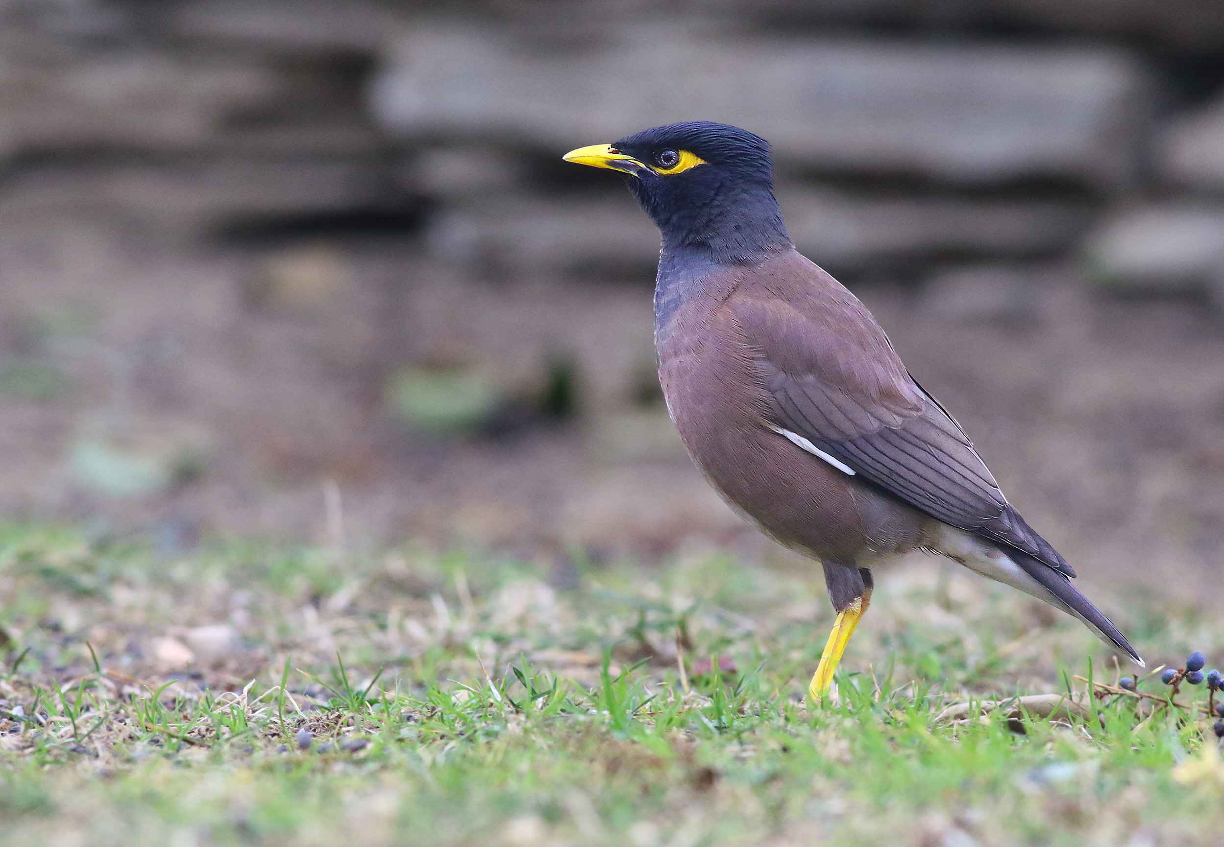 Common Myna