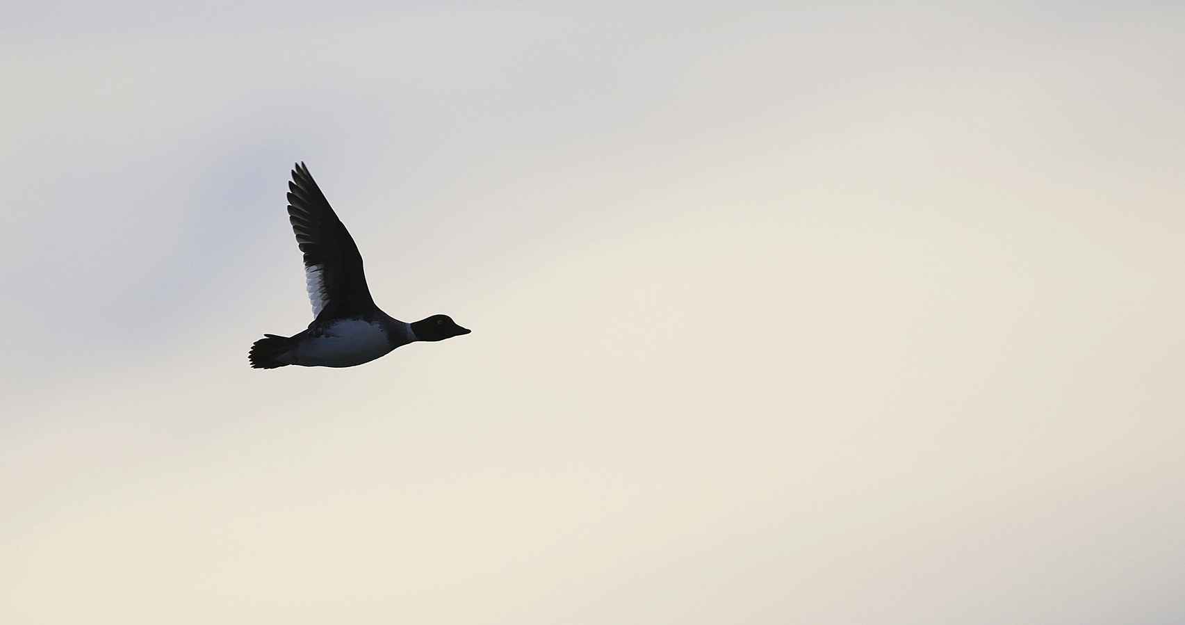 Common Goldeneye