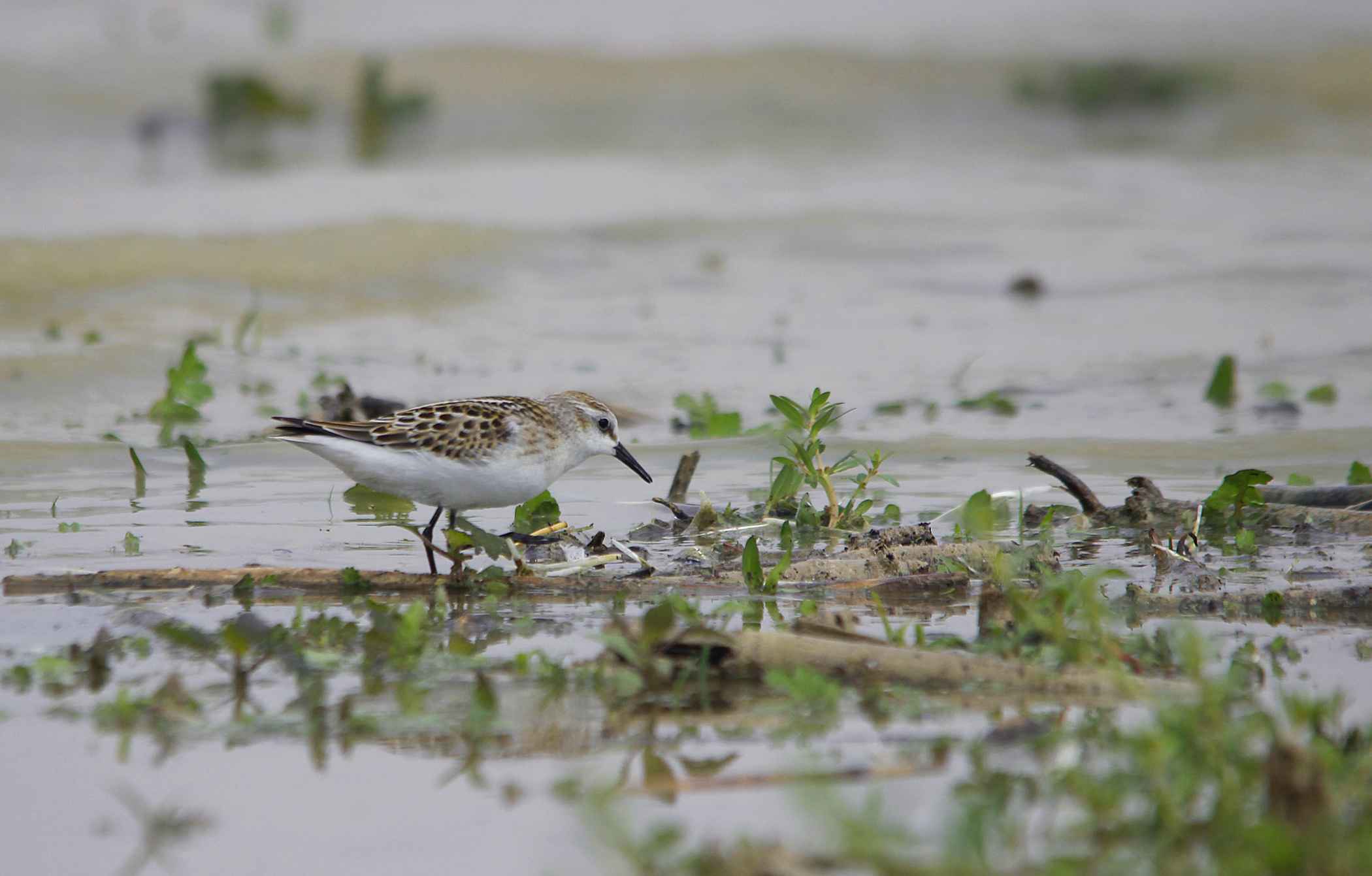 Sanderling