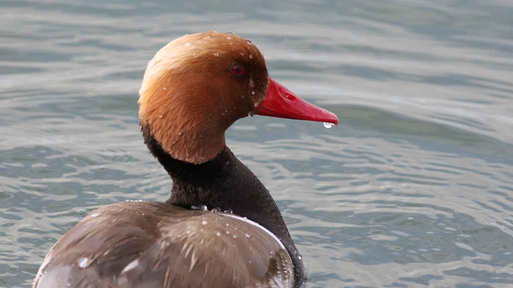 Red-crested Pochard