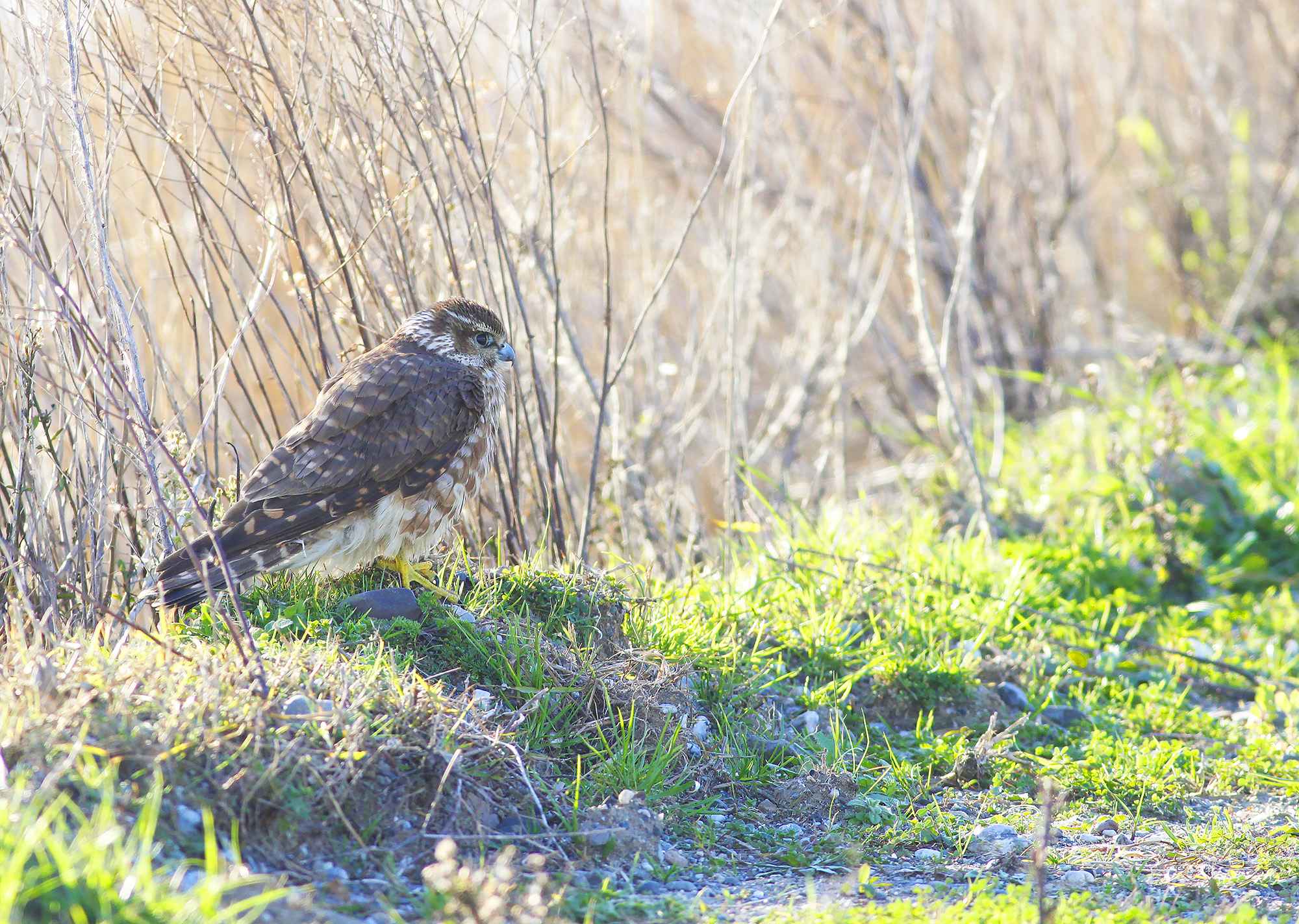 Merlin