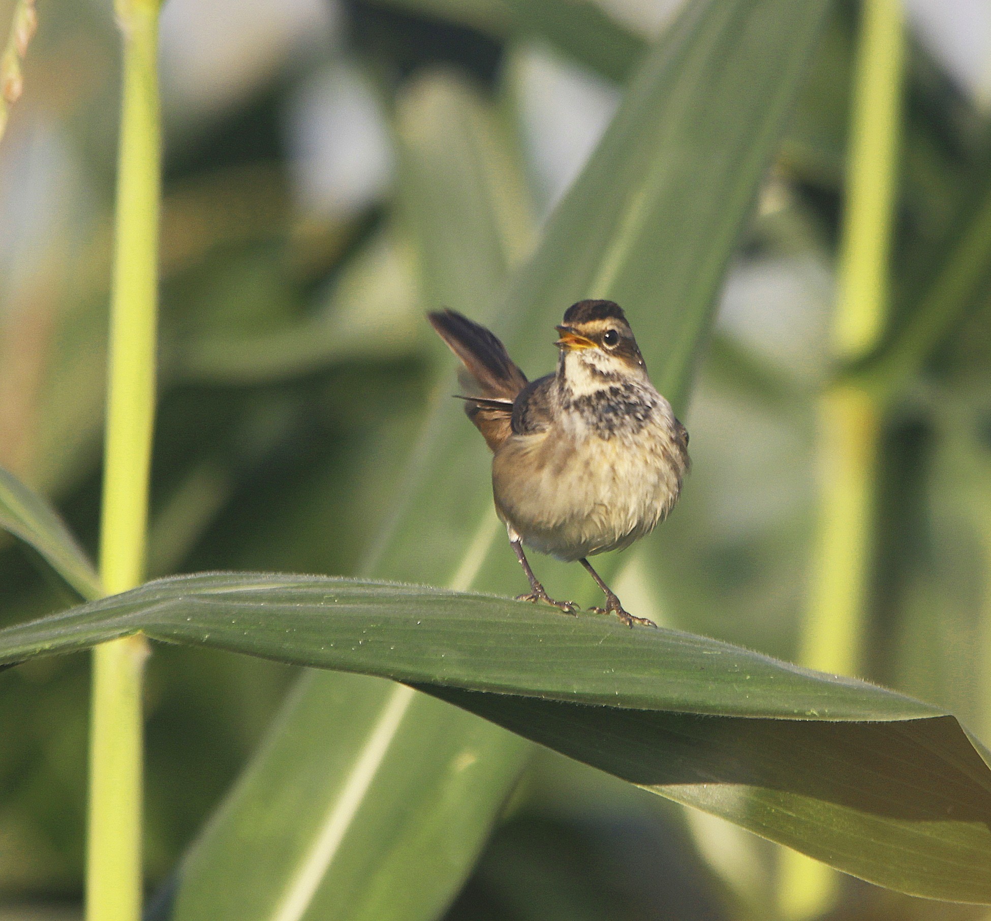 Bluethroat