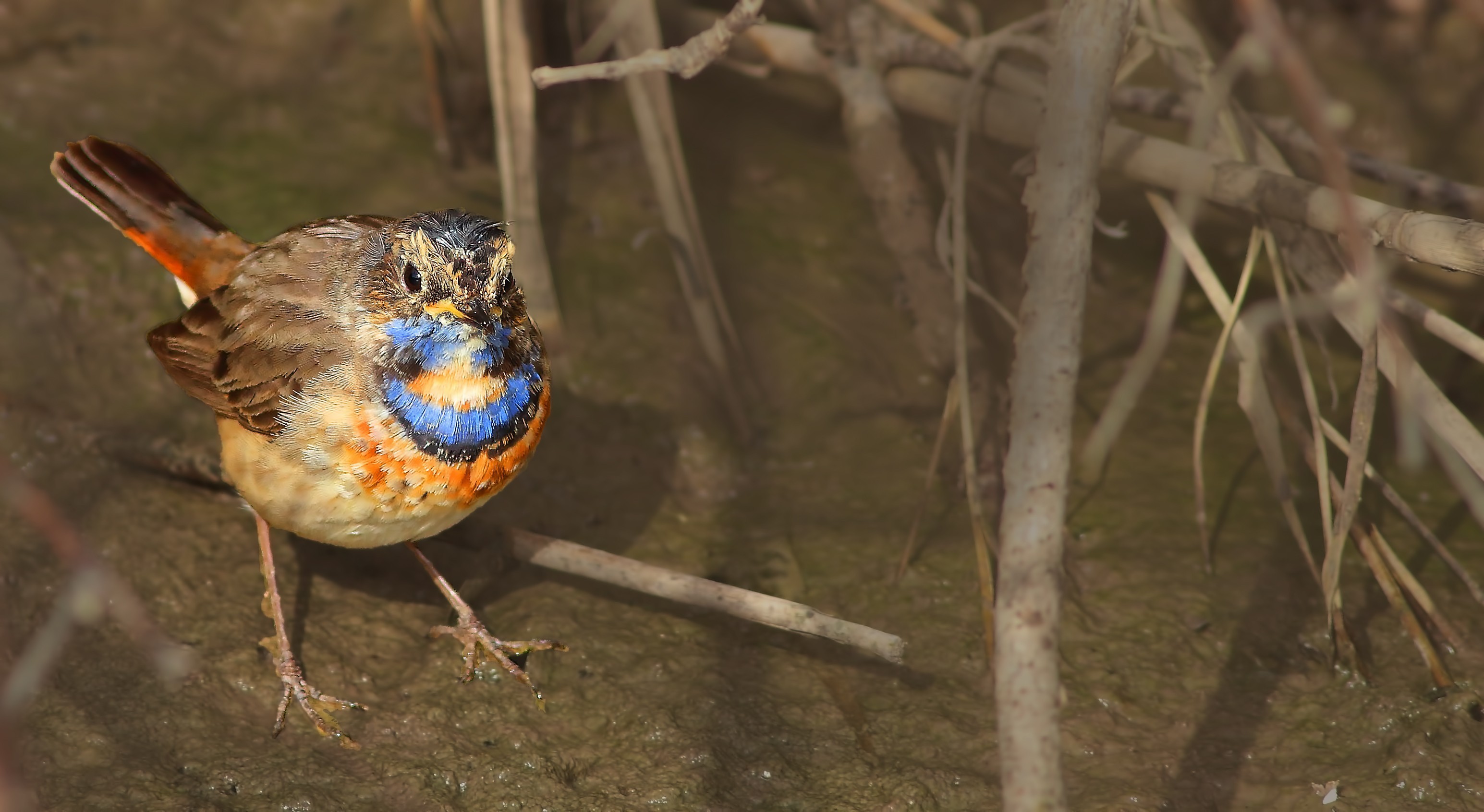 Bluethroat