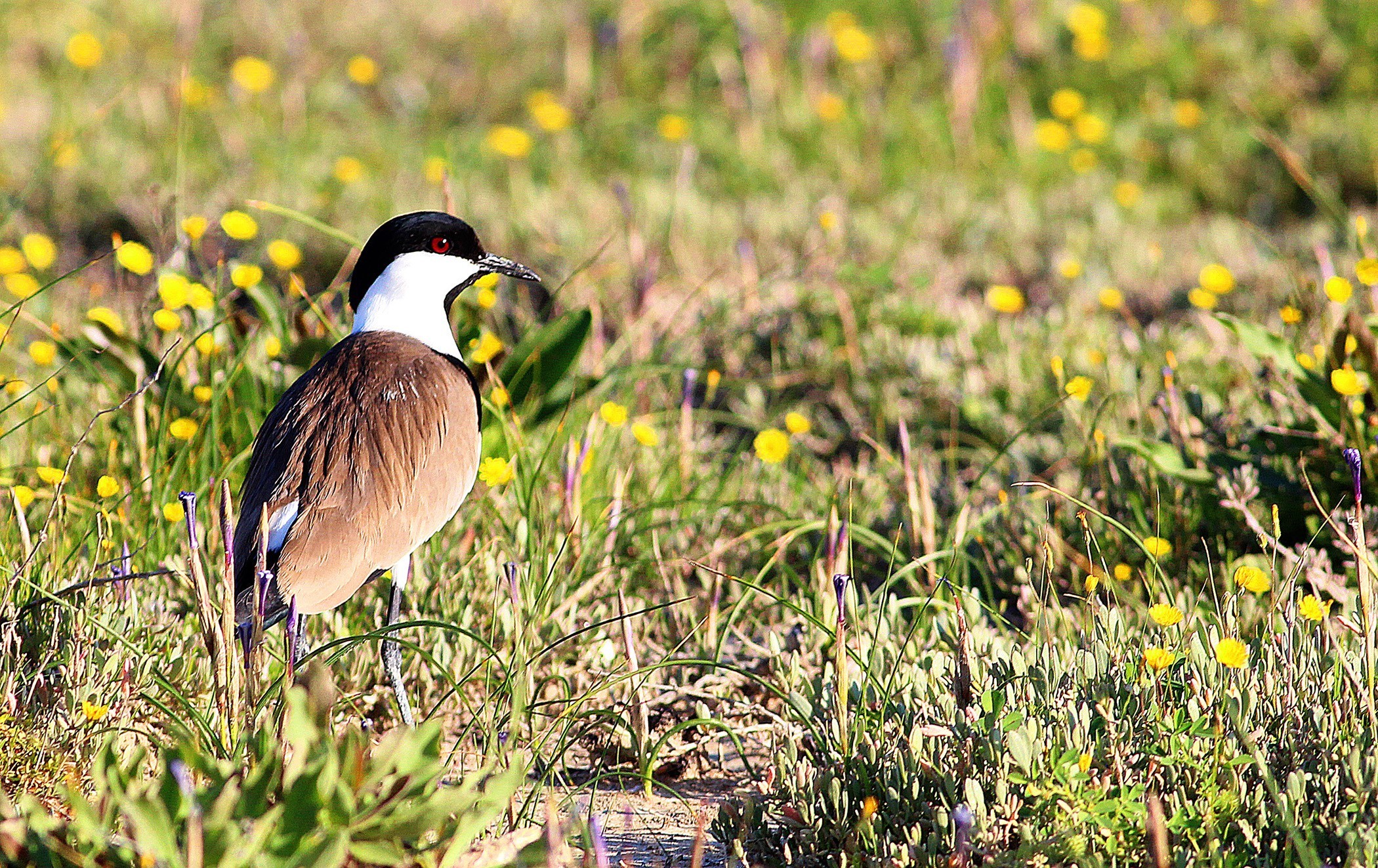 Spur-winged Lapwing