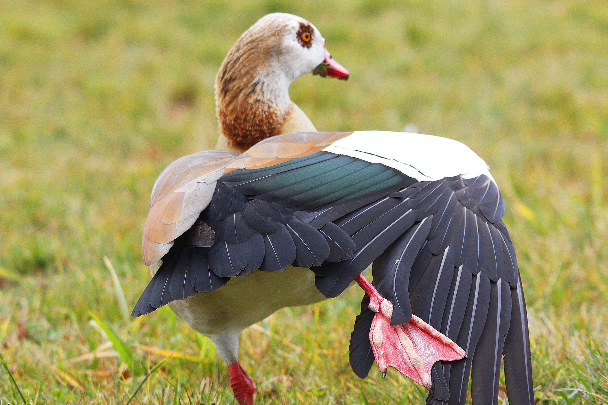 Egyptian Goose