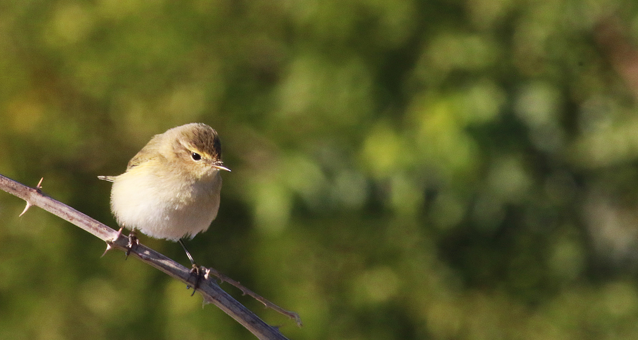 Common Chiffchaff