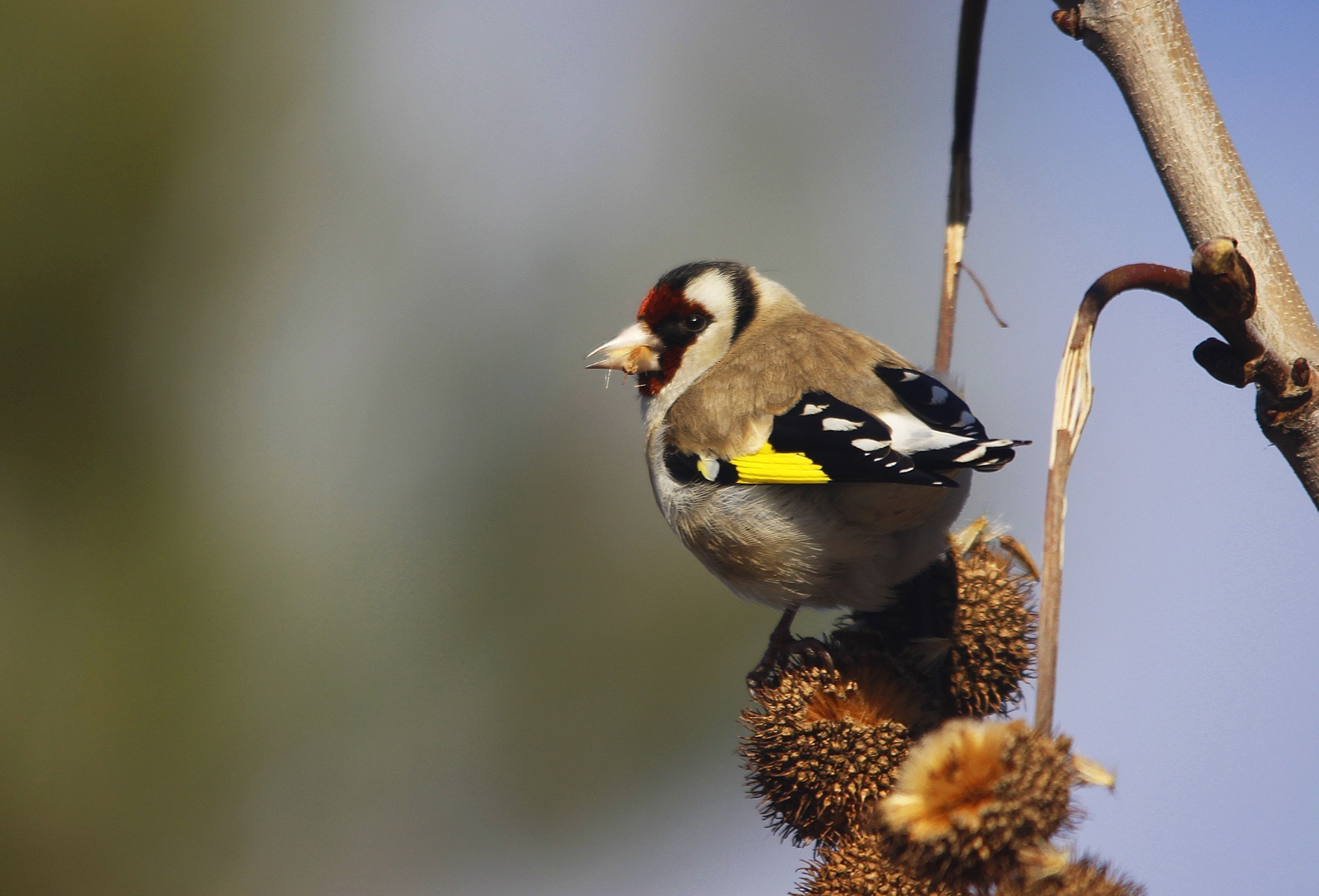 European Goldfinch