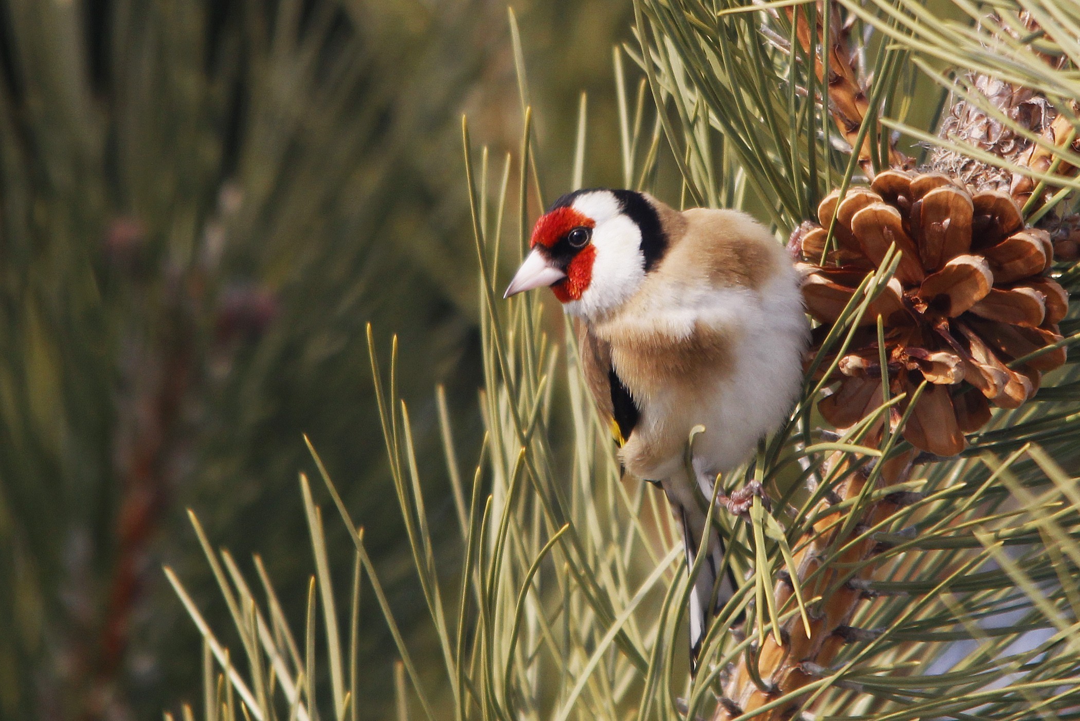 European Goldfinch